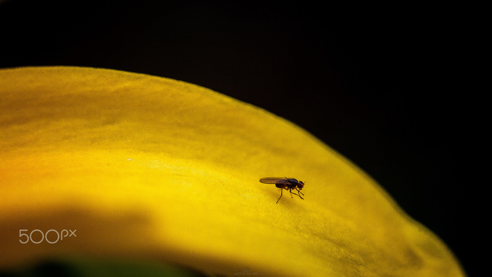 Canon EF 35-80mm f/4-5.6 sample photo. Macro life photography