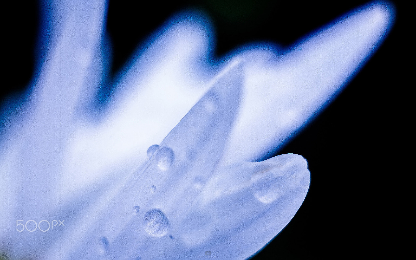 Canon EF 35-80mm f/4-5.6 sample photo. Morning flowers photography