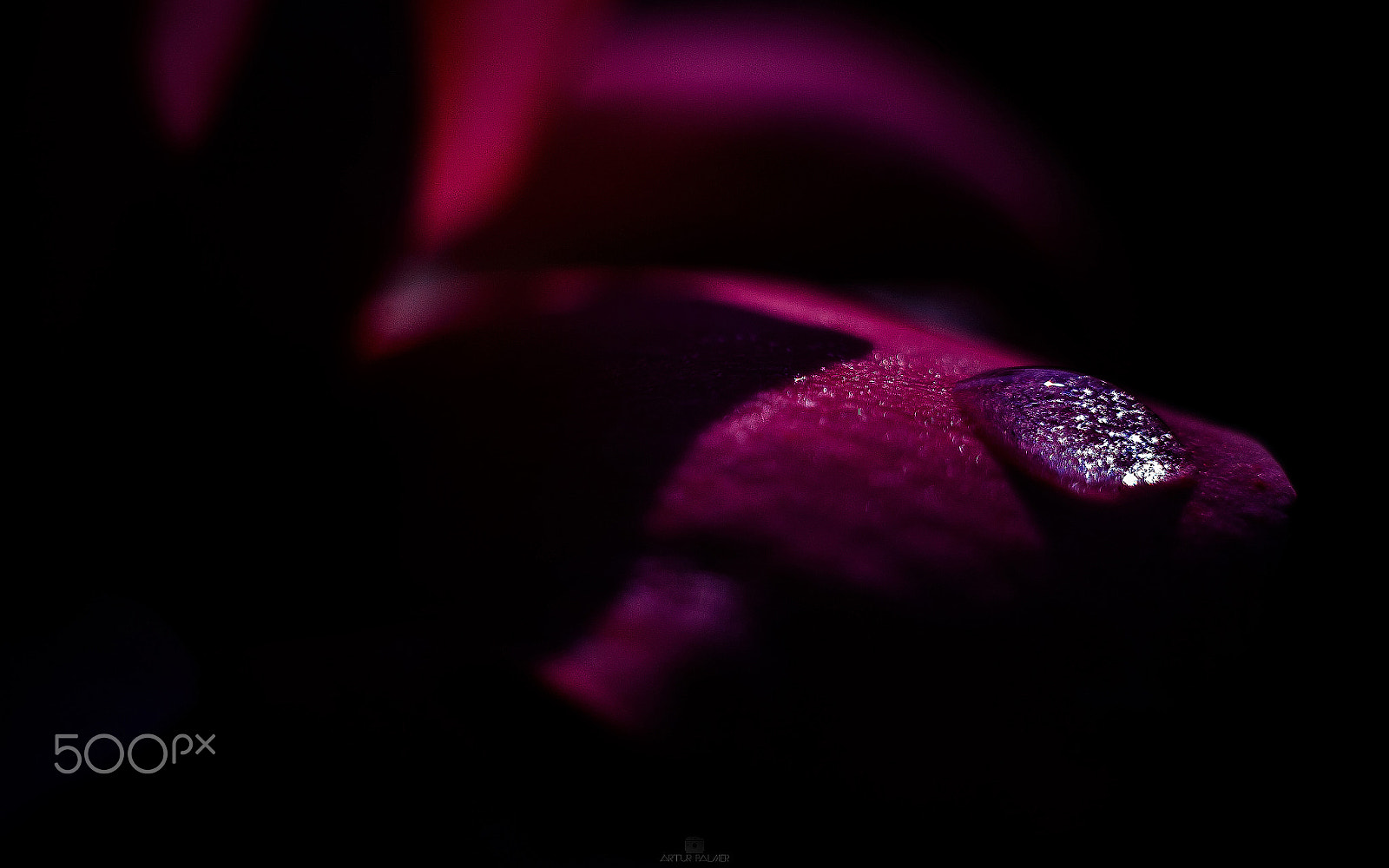 Canon EF 35-80mm f/4-5.6 sample photo. Morning flowers photography