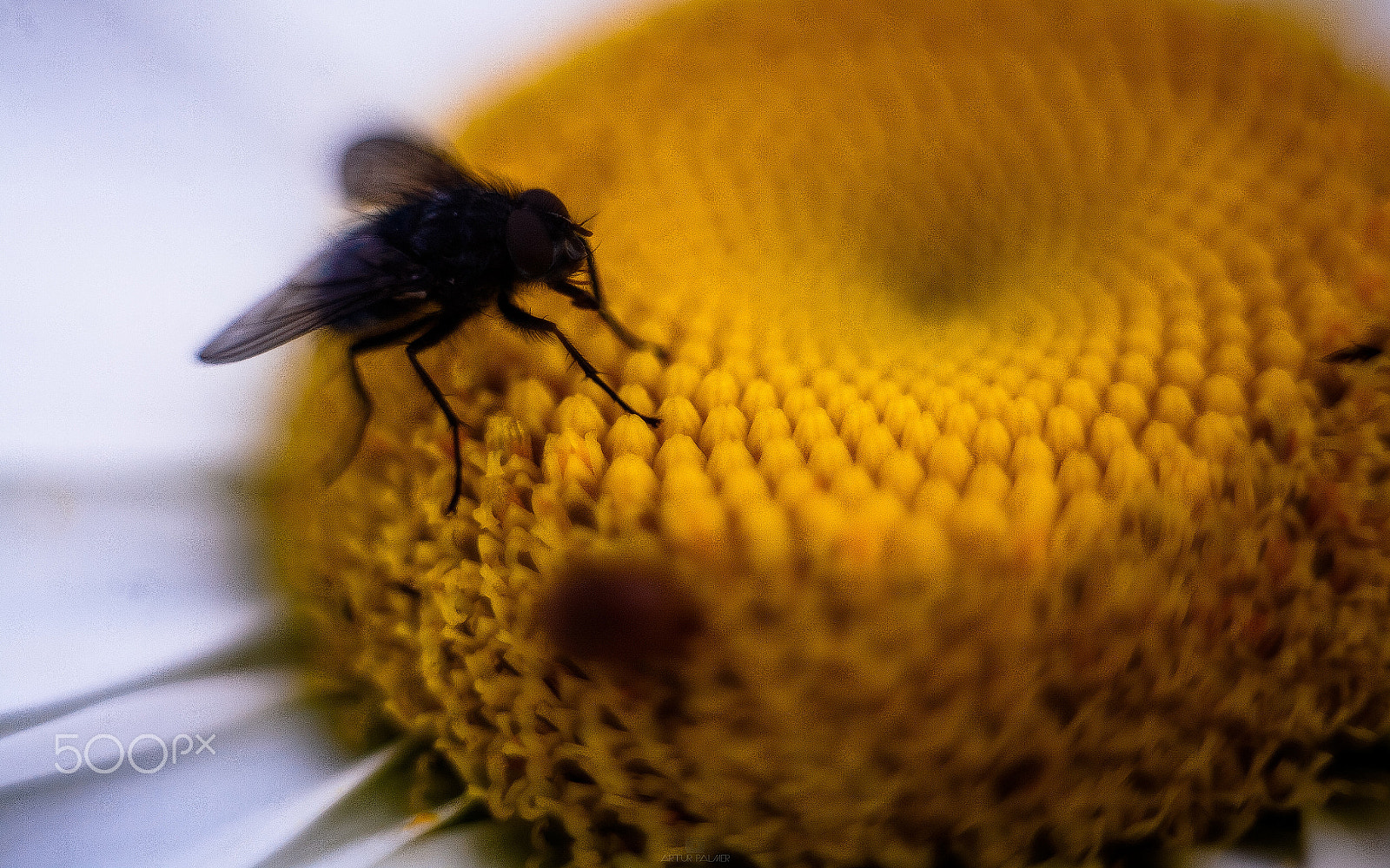 Canon EF 35-80mm f/4-5.6 sample photo. Macro life photography