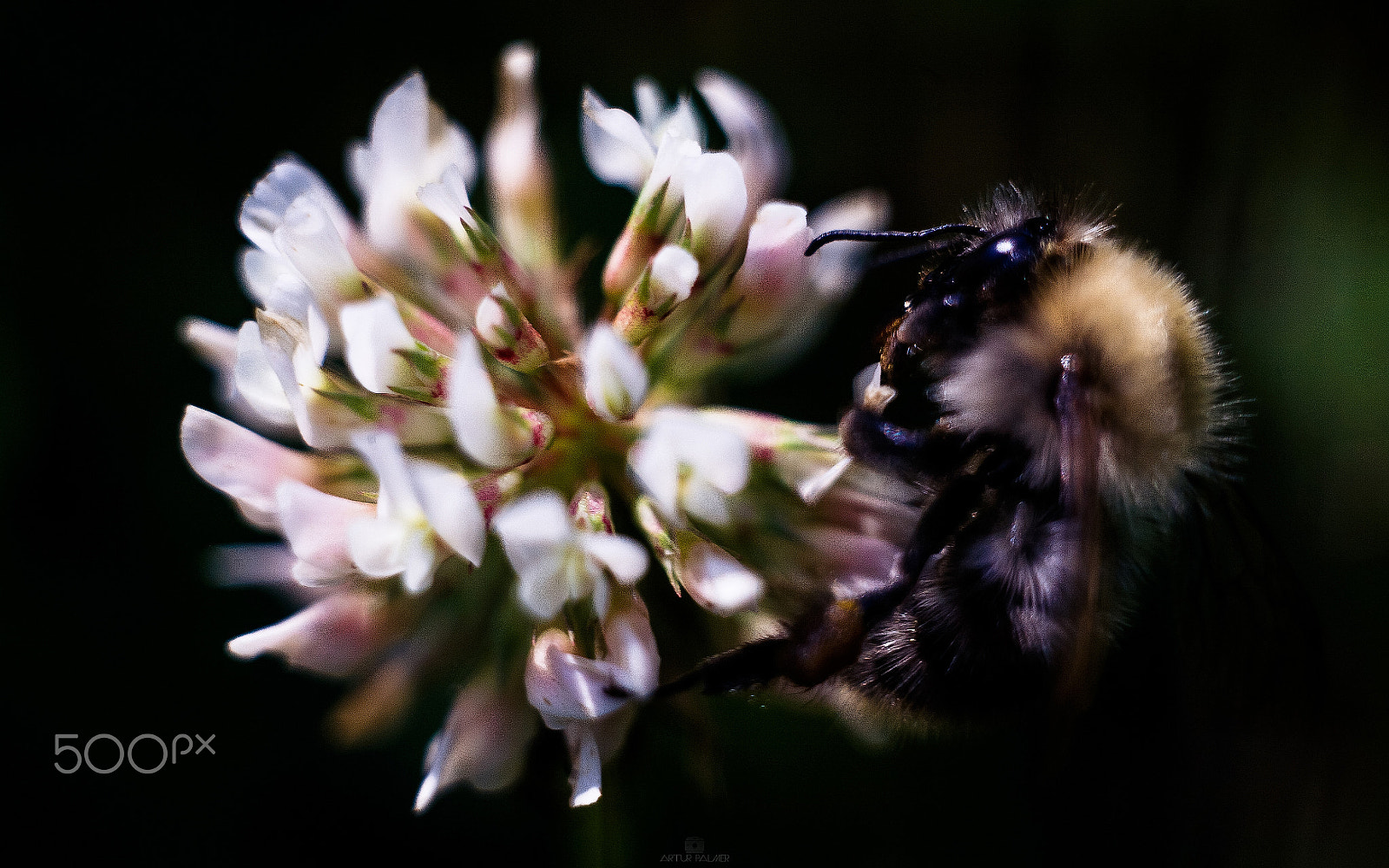 Canon EF 35-80mm f/4-5.6 sample photo. Macro life photography