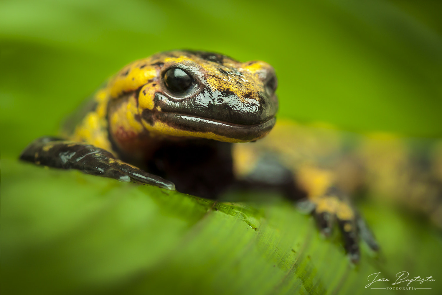 Canon EF 100mm F2.8 Macro USM sample photo. Fire salamander photography
