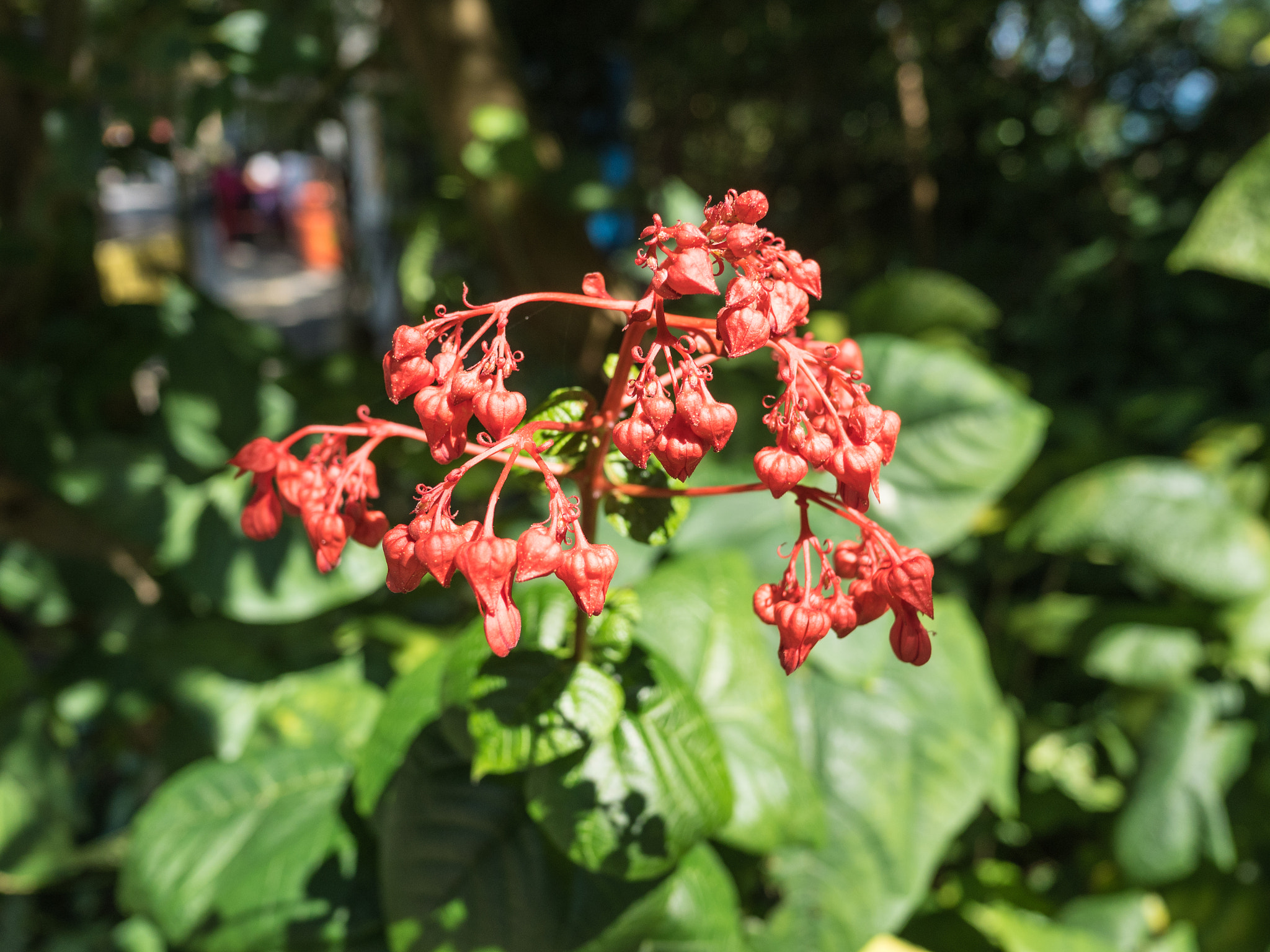 Olympus OM-D E-M5 II + LEICA DG SUMMILUX 15/F1.7 sample photo. Flower photography