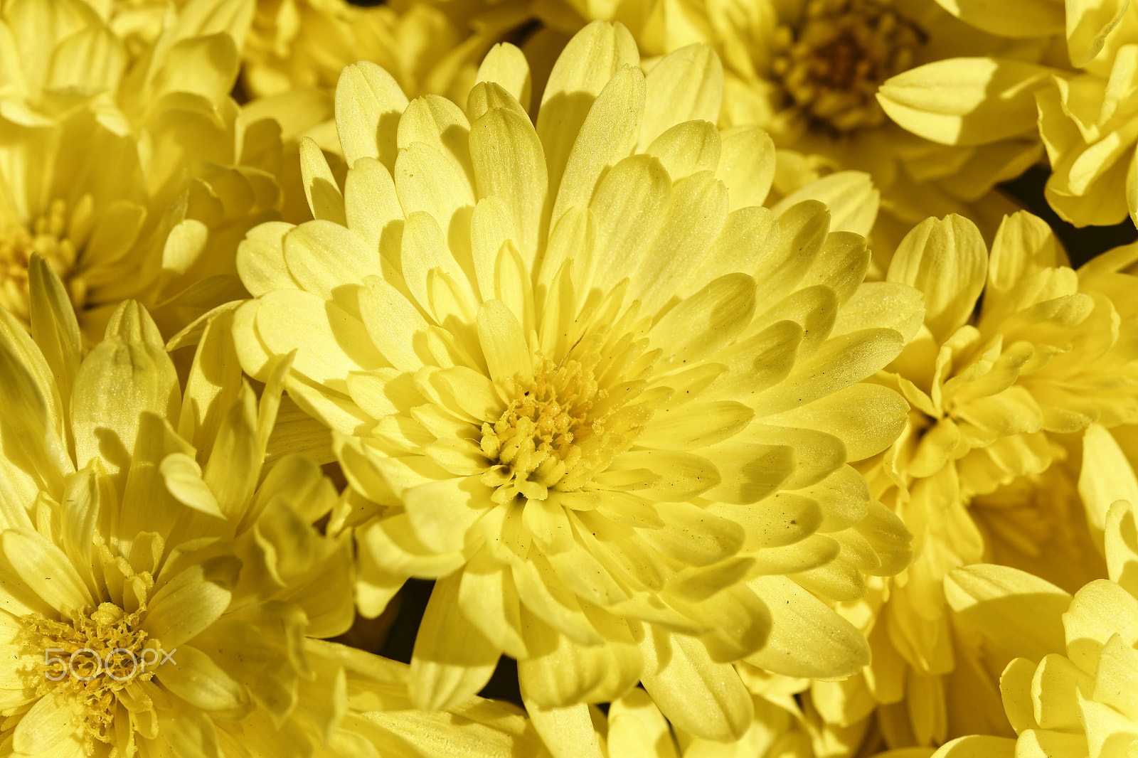 Nikon AF-S Micro-Nikkor 60mm F2.8G ED sample photo. Made of gold photography