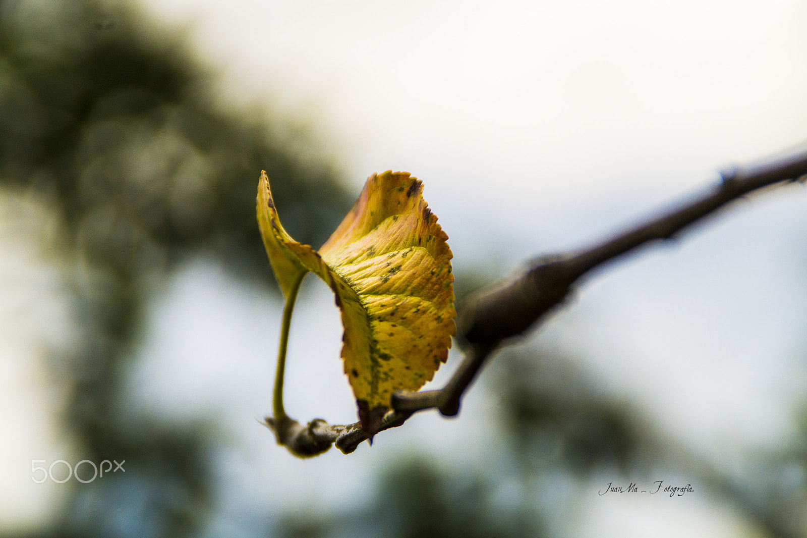 Sony SLT-A58 sample photo. Una hoja. photography