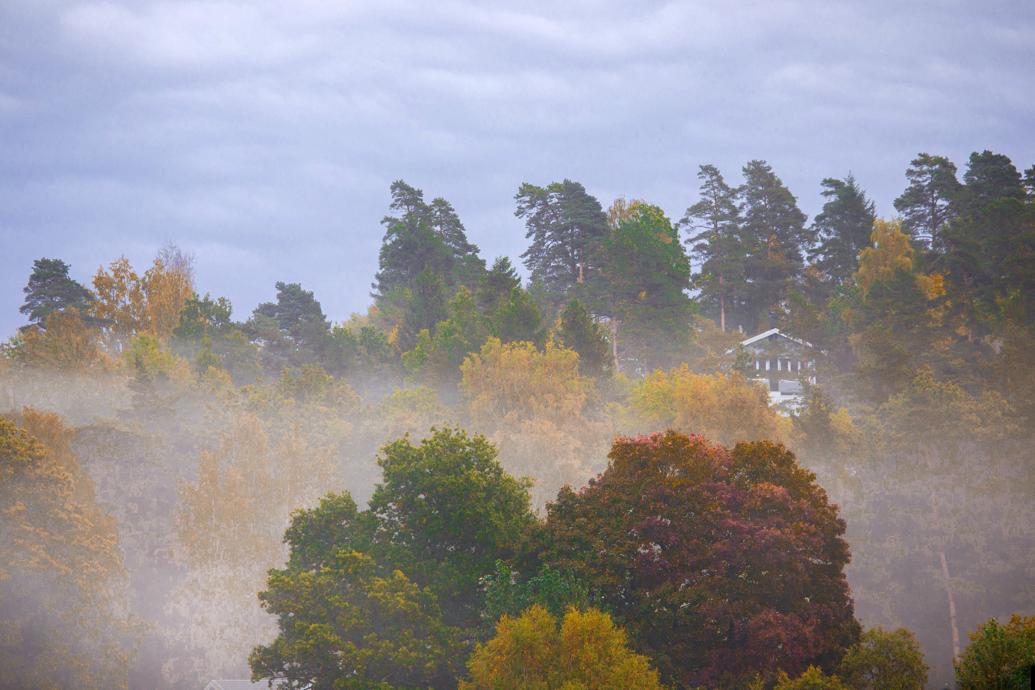 Canon EF 100-400mm F4.5-5.6L IS USM sample photo. Morning mist flows through the cold sleepy forest photography