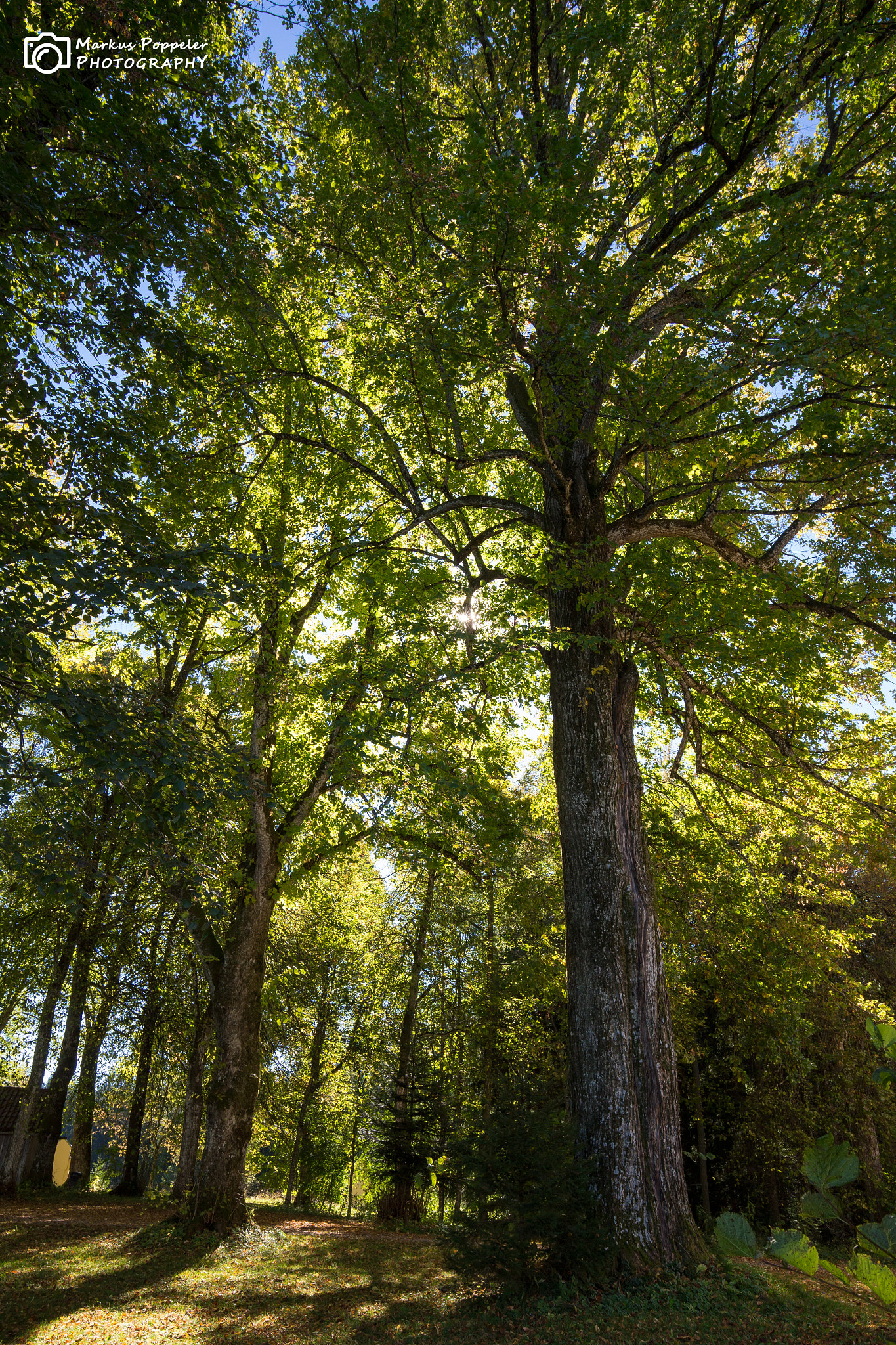 Canon EF 16-35mm F4L IS USM sample photo. Lichtspiel im herbst photography