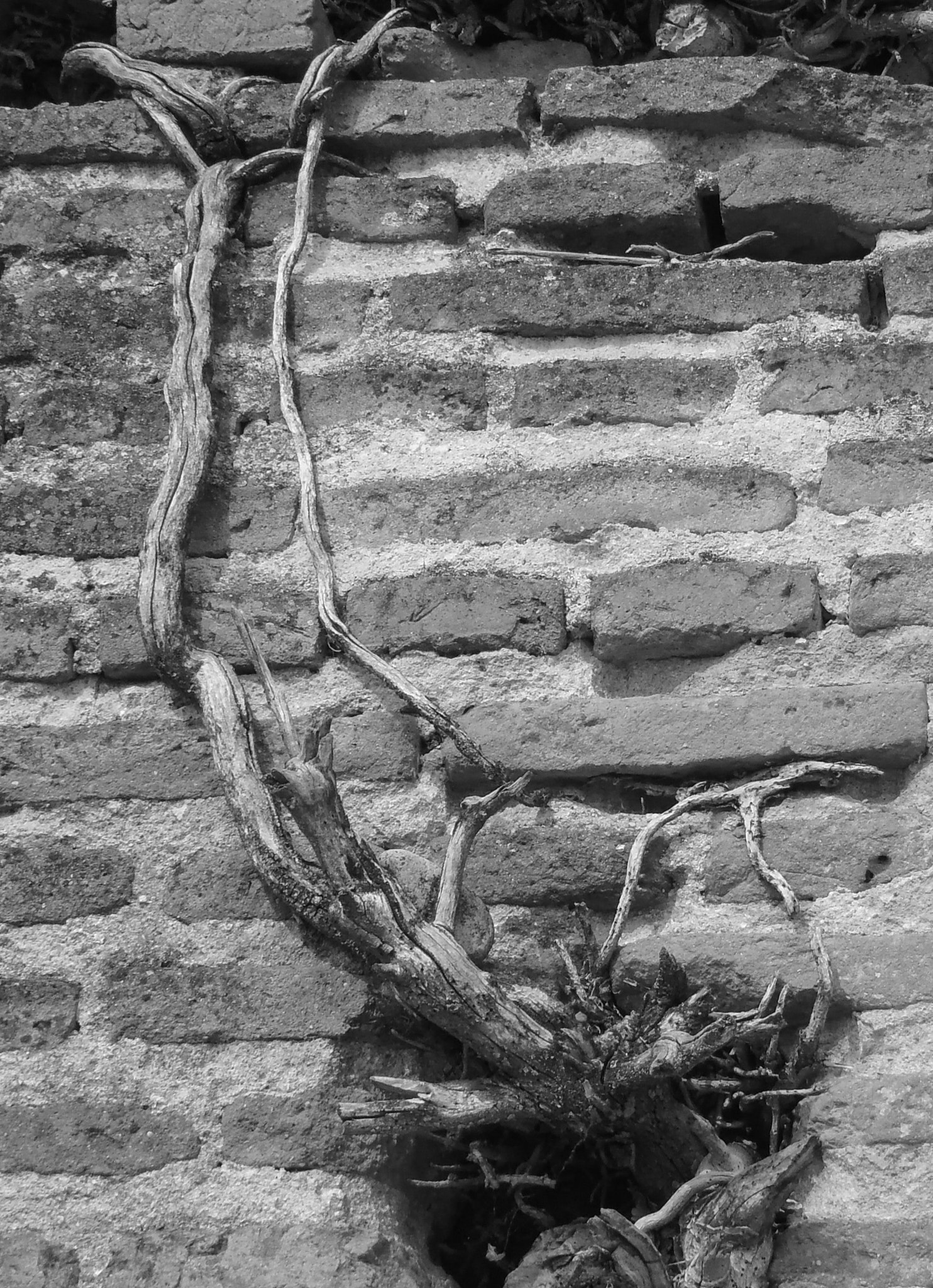 Olympus TG-810 sample photo. Losing battle photography
