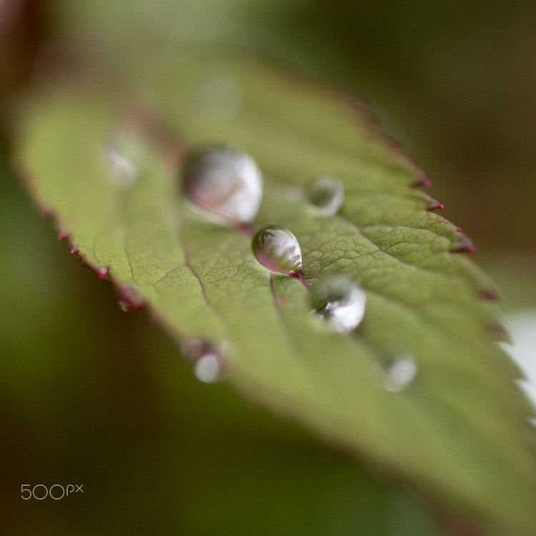 Sony a99 II + MACRO 50mm F2.8 sample photo. Gouttière verte photography