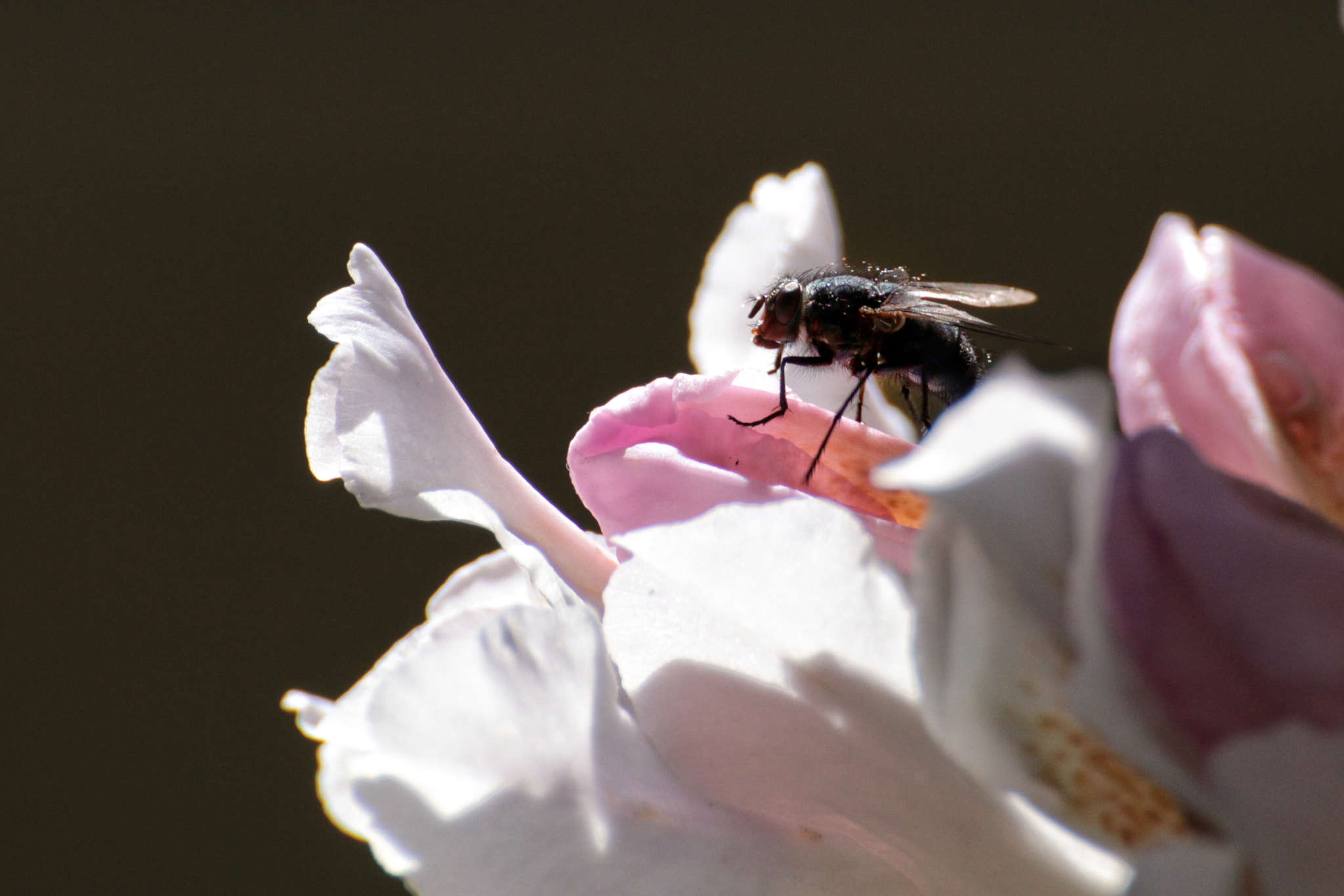 Canon EOS 80D + Canon 70-300mm sample photo