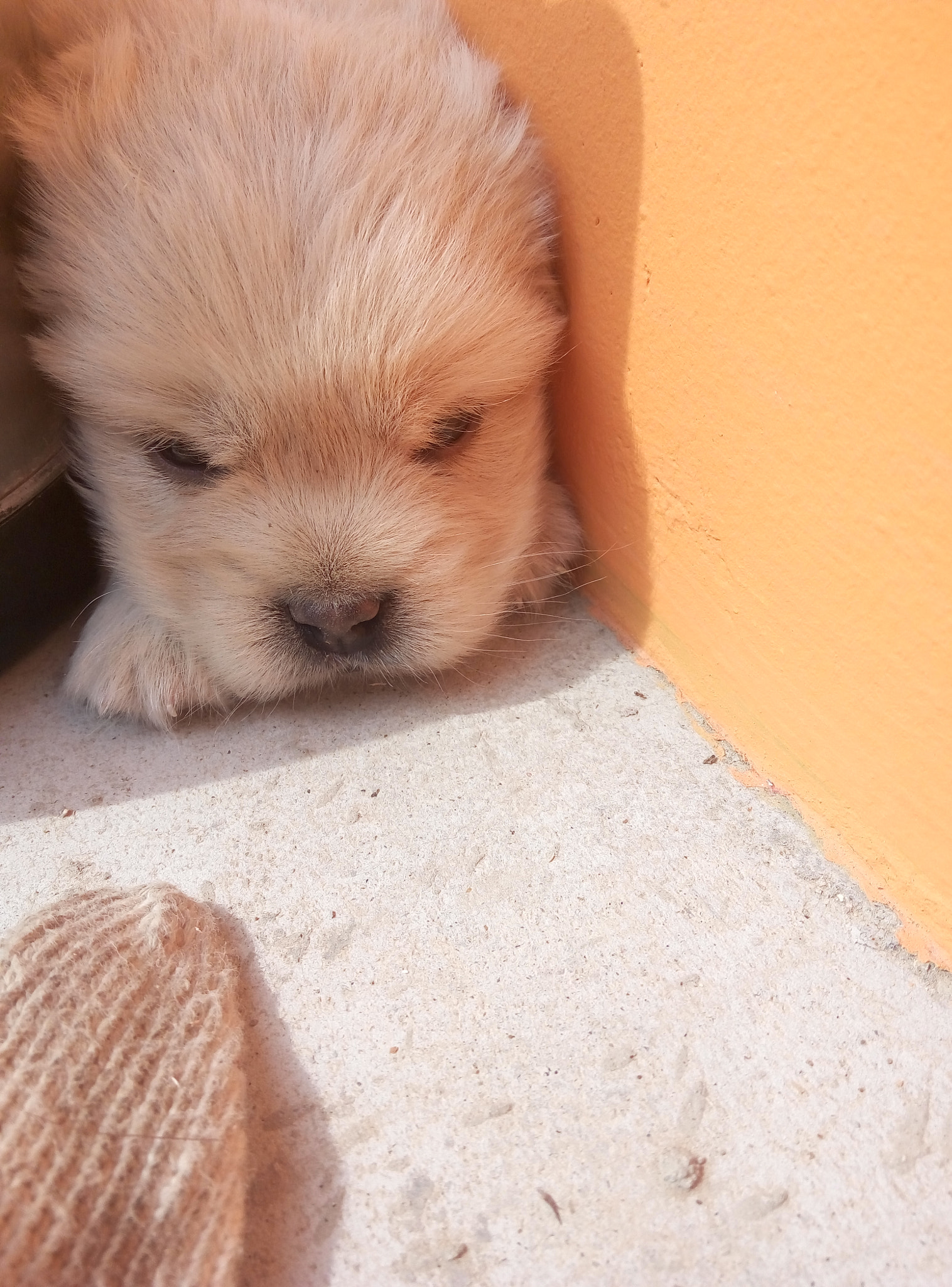 Meizu m1 note sample photo. Quiet dog photography