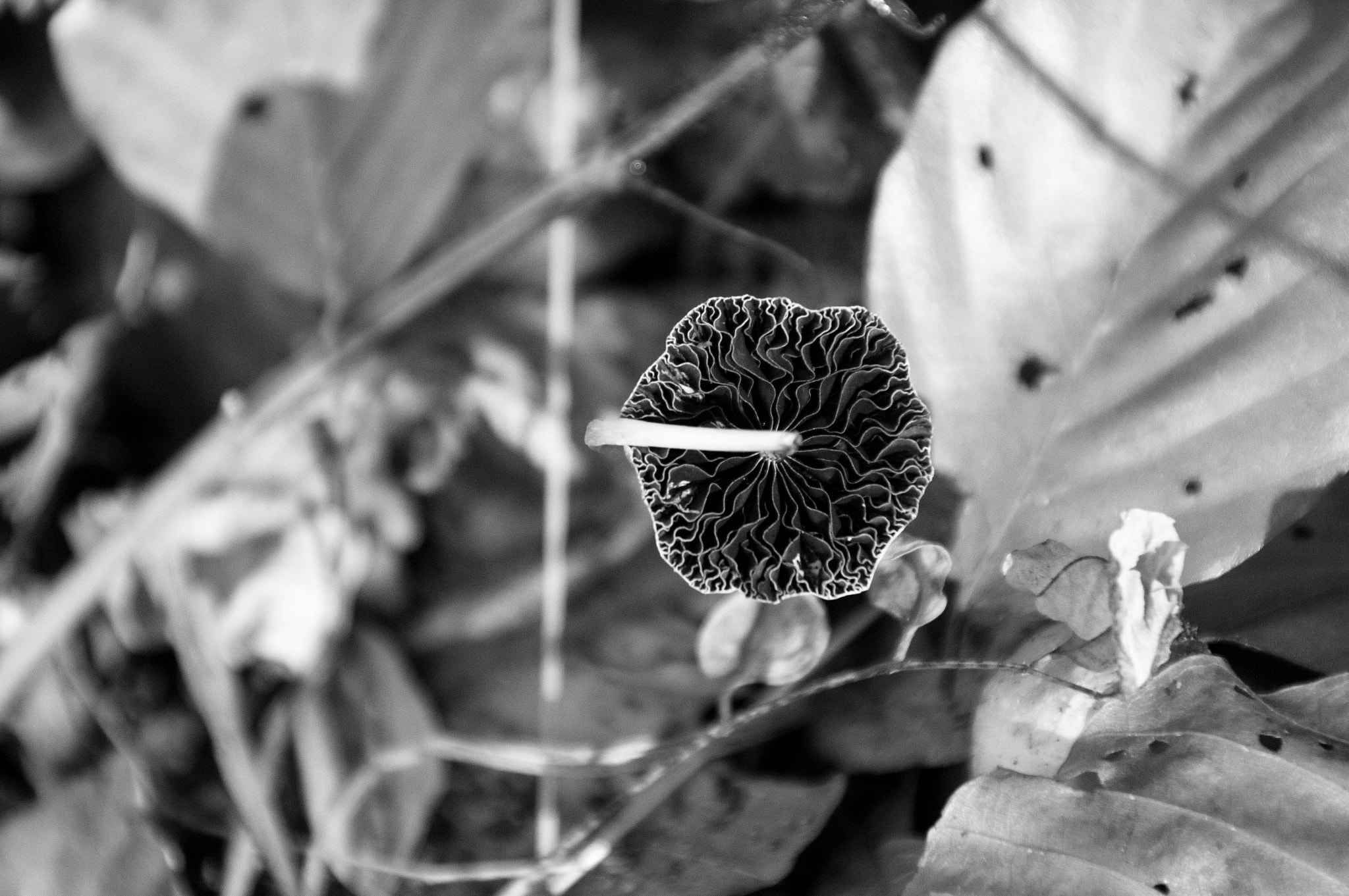 Sony Alpha DSLR-A580 sample photo. Mushroom connection photography