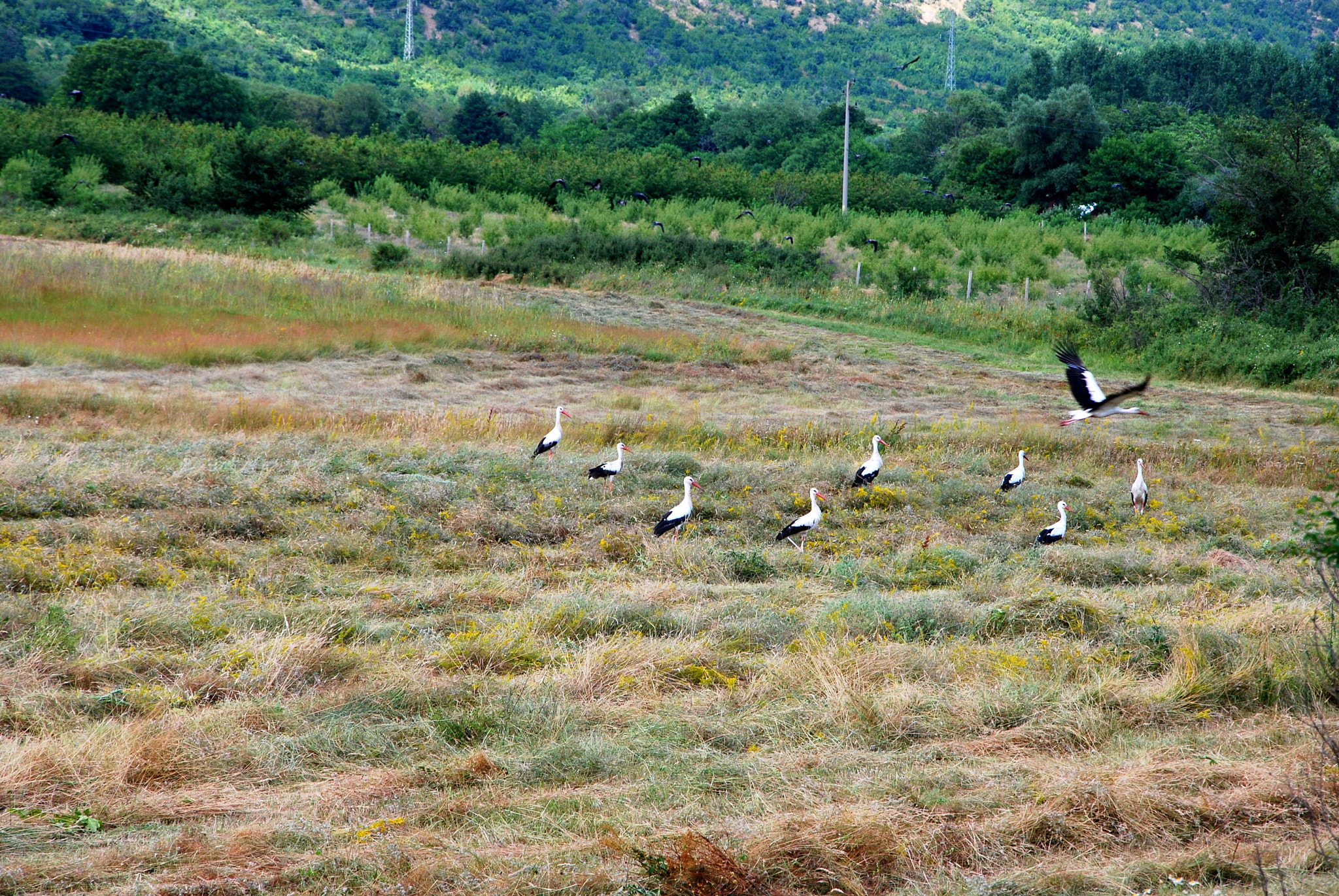 Nikon D40X sample photo. Storks photography
