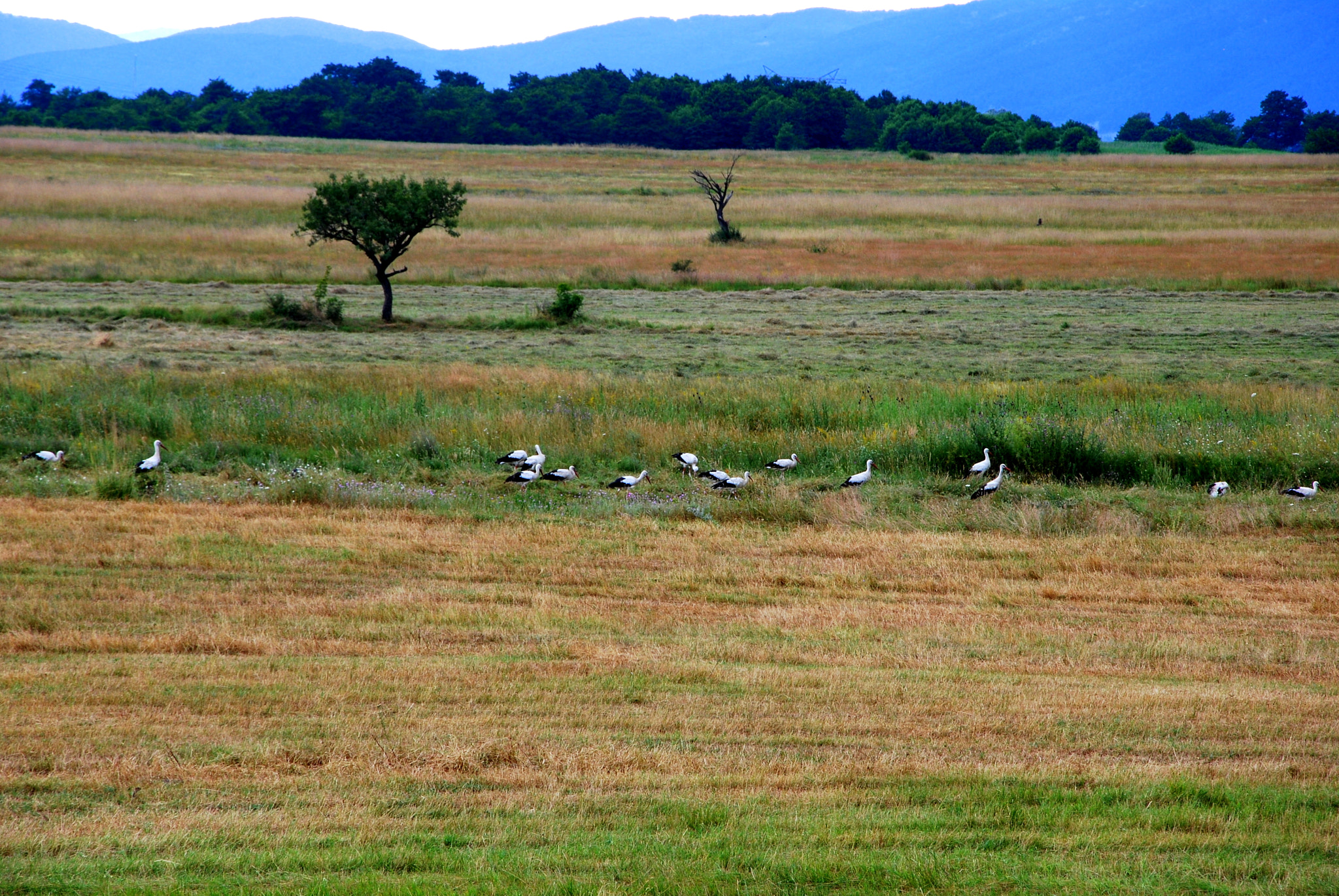 Nikon D40X sample photo. Storks photography
