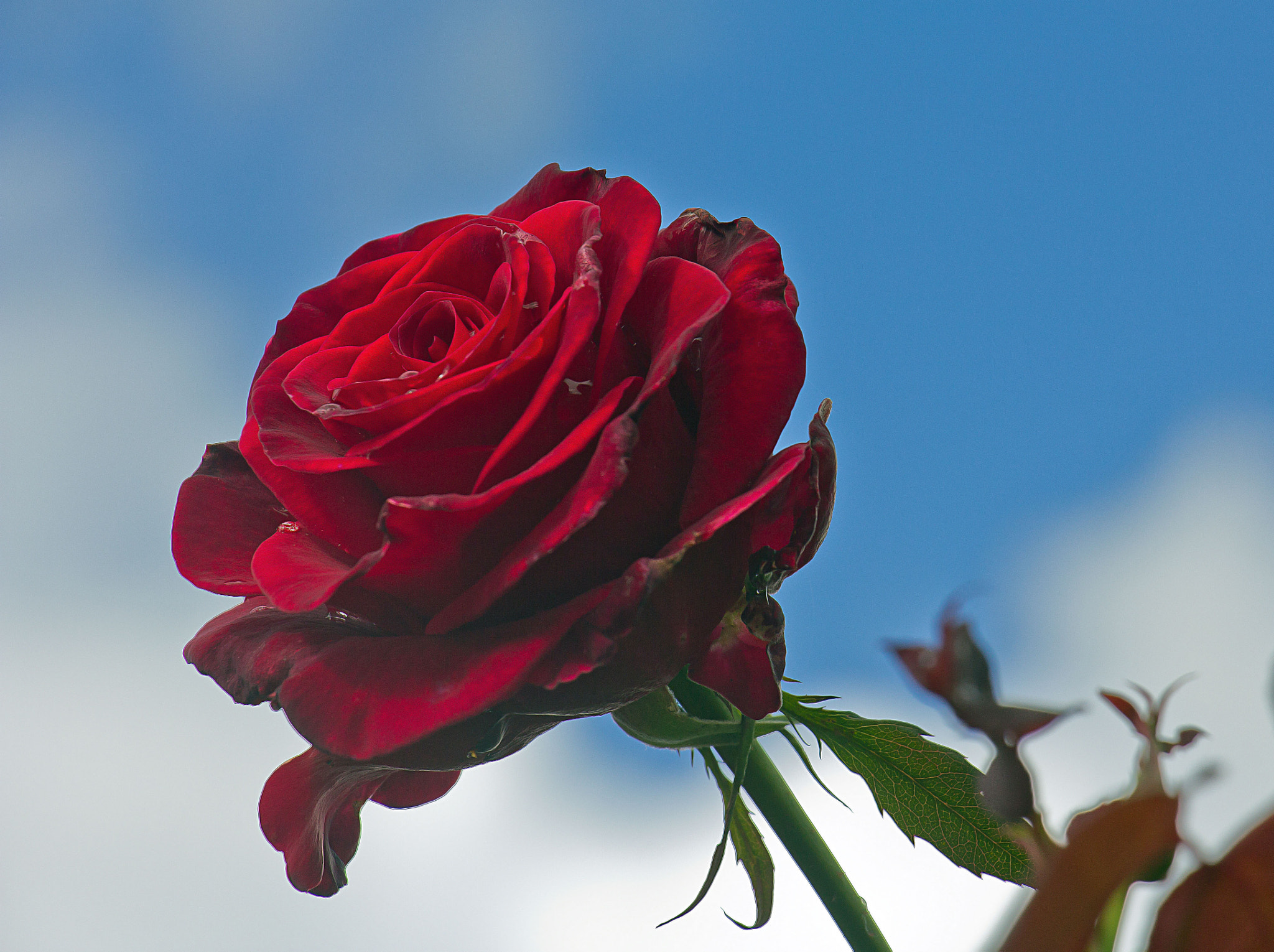 Canon EOS 60D + Canon EF-S 18-135mm F3.5-5.6 IS USM sample photo. Red rose photography
