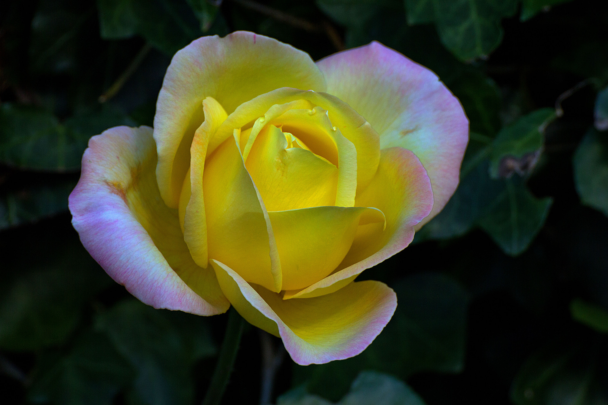 Canon EOS 60D + Tamron SP 70-300mm F4-5.6 Di VC USD sample photo. Yellow rose photography