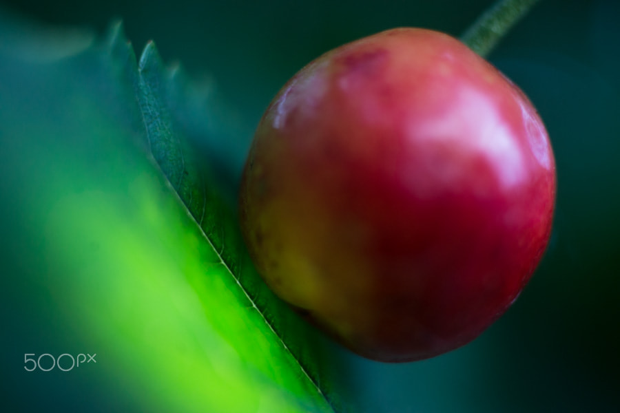 Sony a99 II + MACRO 50mm F2.8 sample photo. La cerise sur la feuille photography