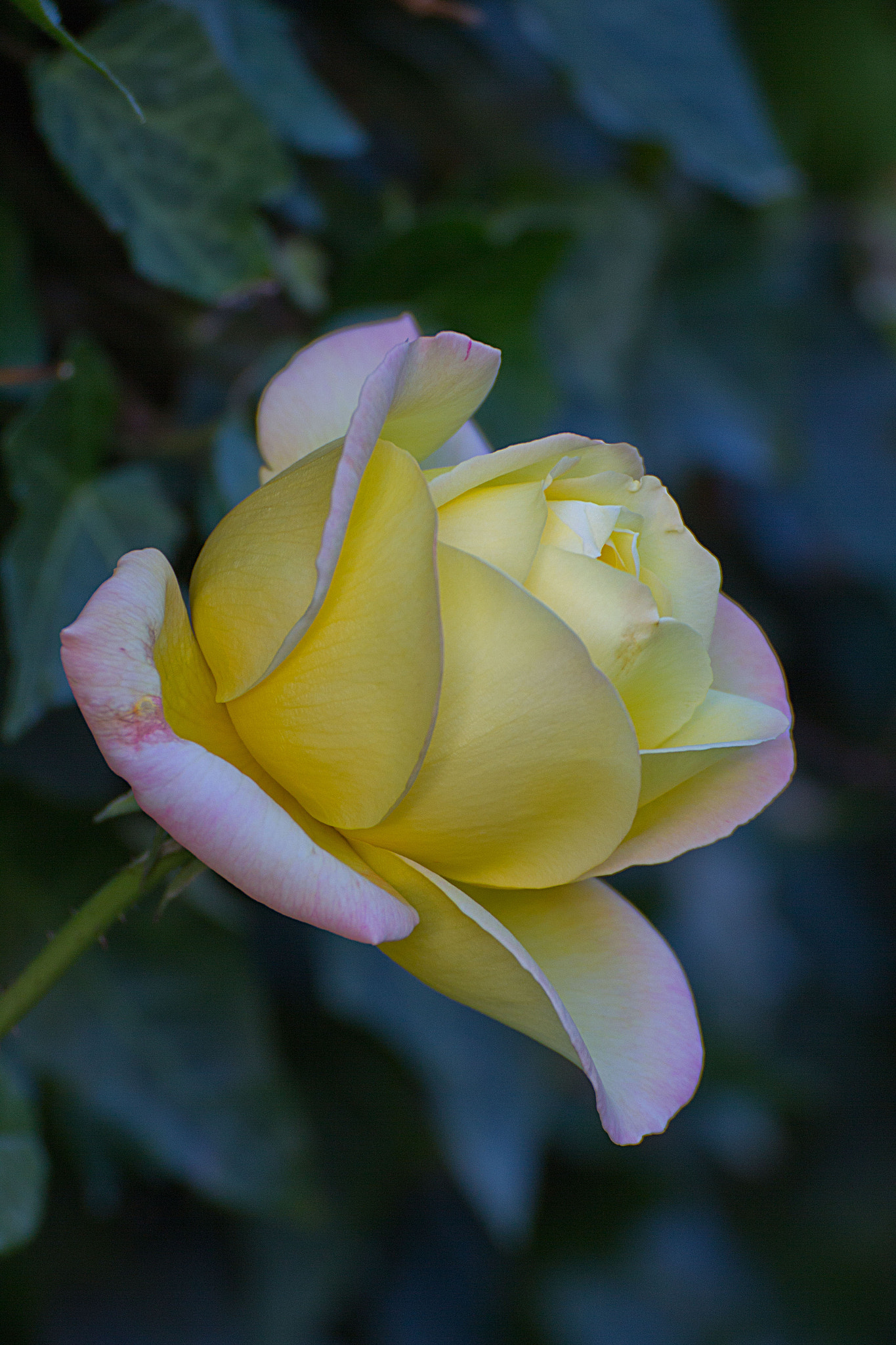 Canon EOS 60D + Tamron SP 70-300mm F4-5.6 Di VC USD sample photo. Rose. photography