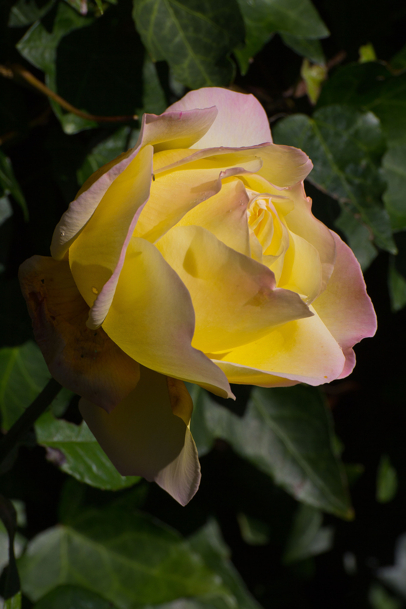 Canon EOS 60D + Tamron SP 70-300mm F4-5.6 Di VC USD sample photo. Rose. photography