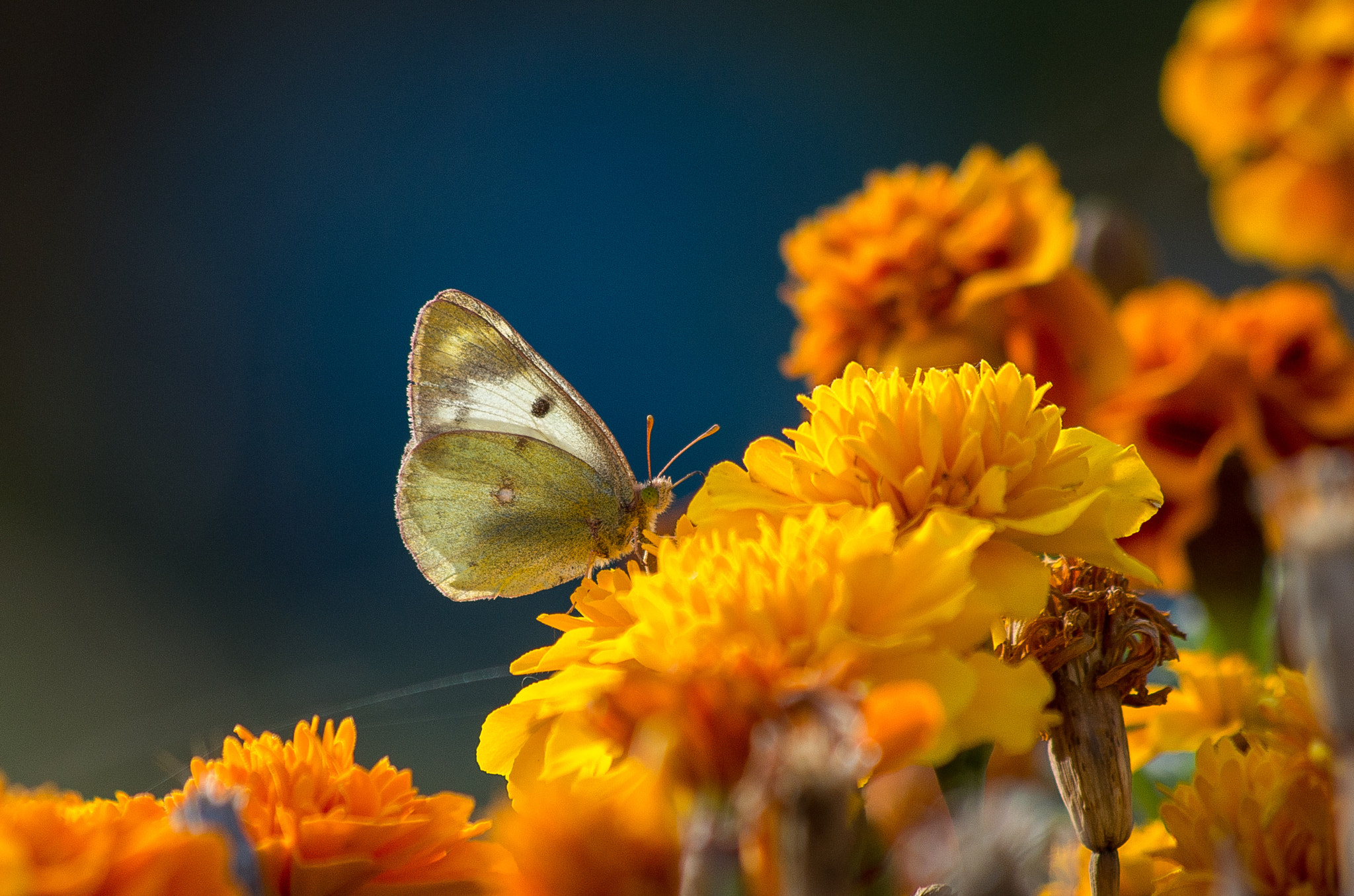 Pentax K-30 sample photo. Pale clouded yellow // colias hyale photography