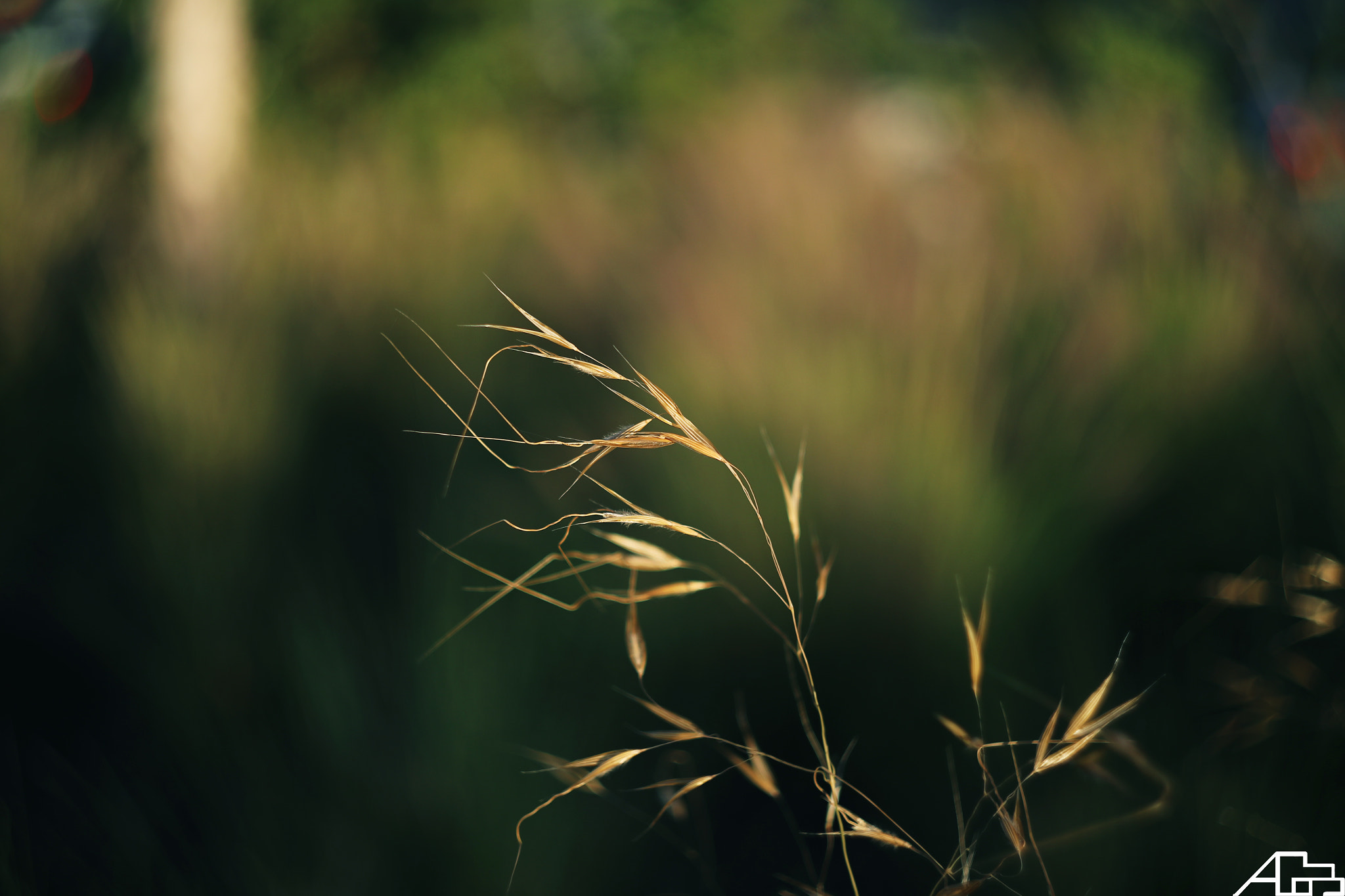 Canon EF 35-80mm f/4-5.6 sample photo