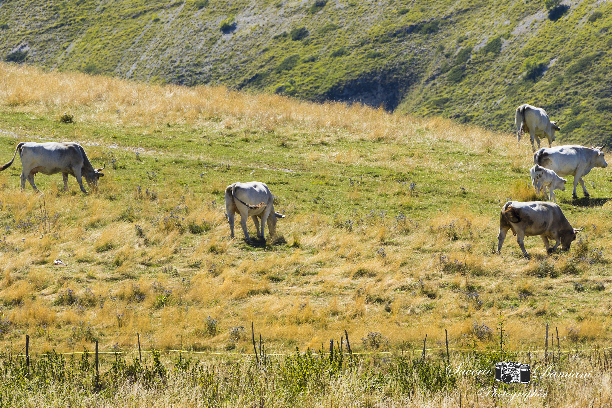Tamron SP 35mm F1.8 Di VC USD sample photo. Umbria photography
