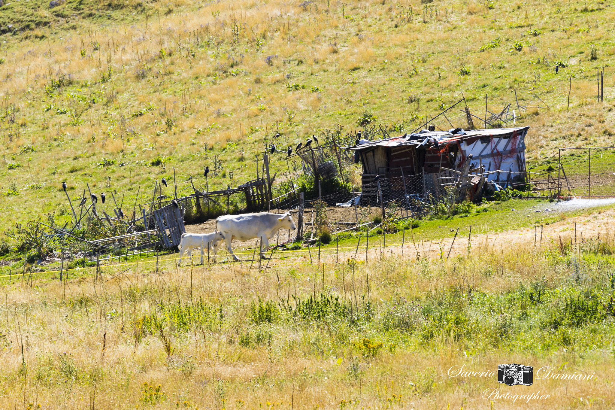 Tamron SP 35mm F1.8 Di VC USD sample photo. Umbria photography