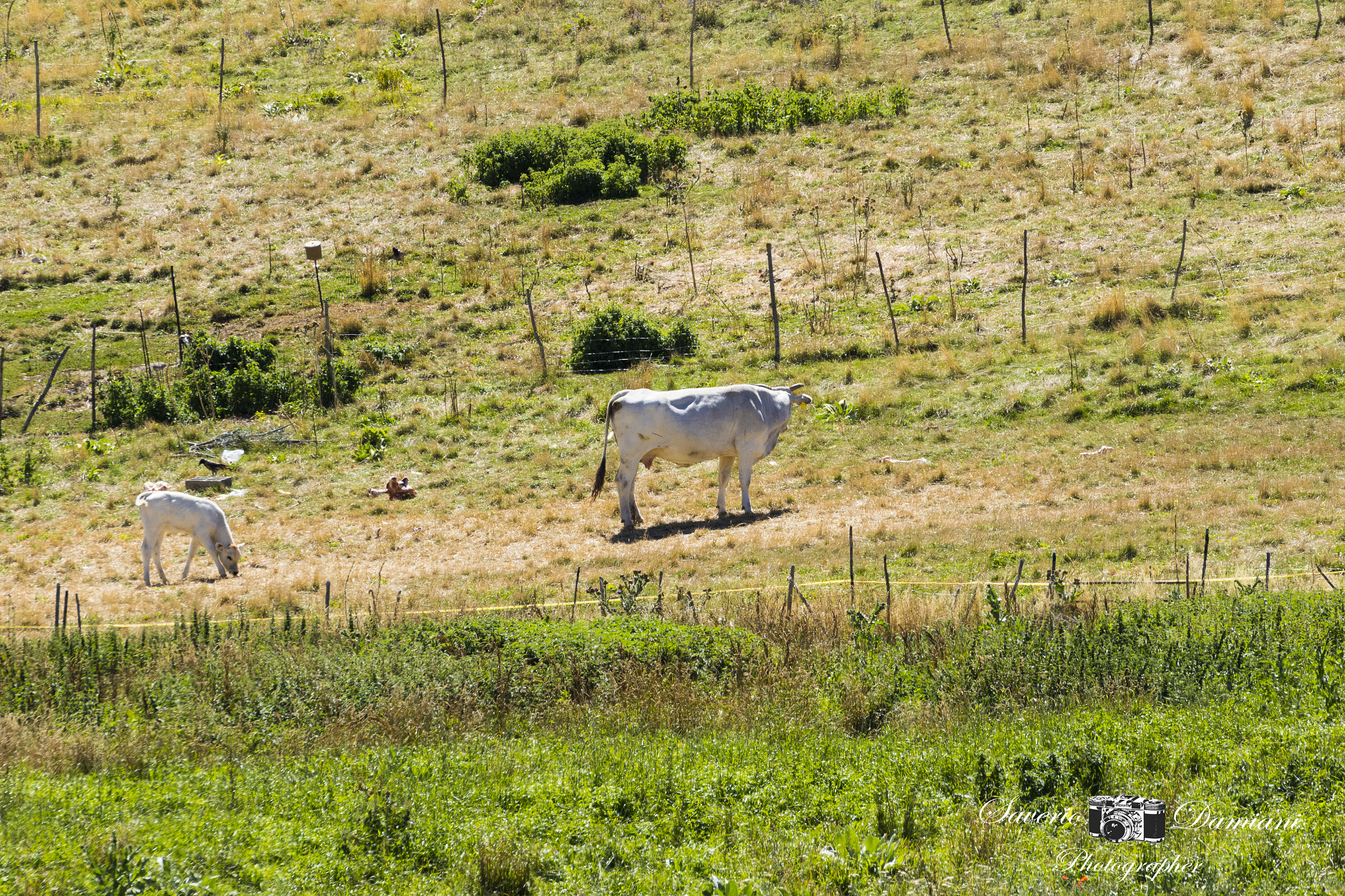 Tamron SP 35mm F1.8 Di VC USD sample photo. Umbria photography