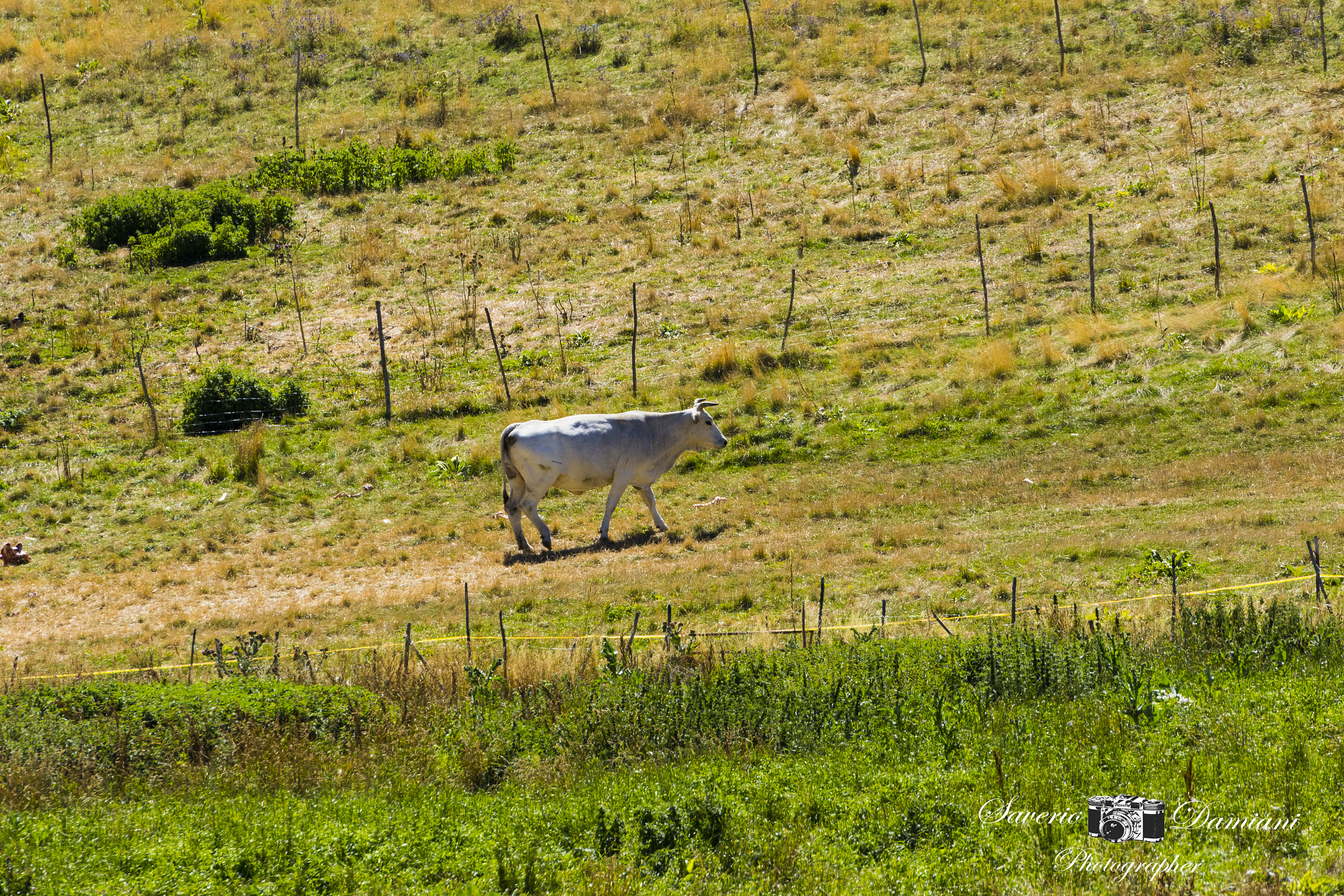 Tamron SP 35mm F1.8 Di VC USD sample photo. Umbria photography