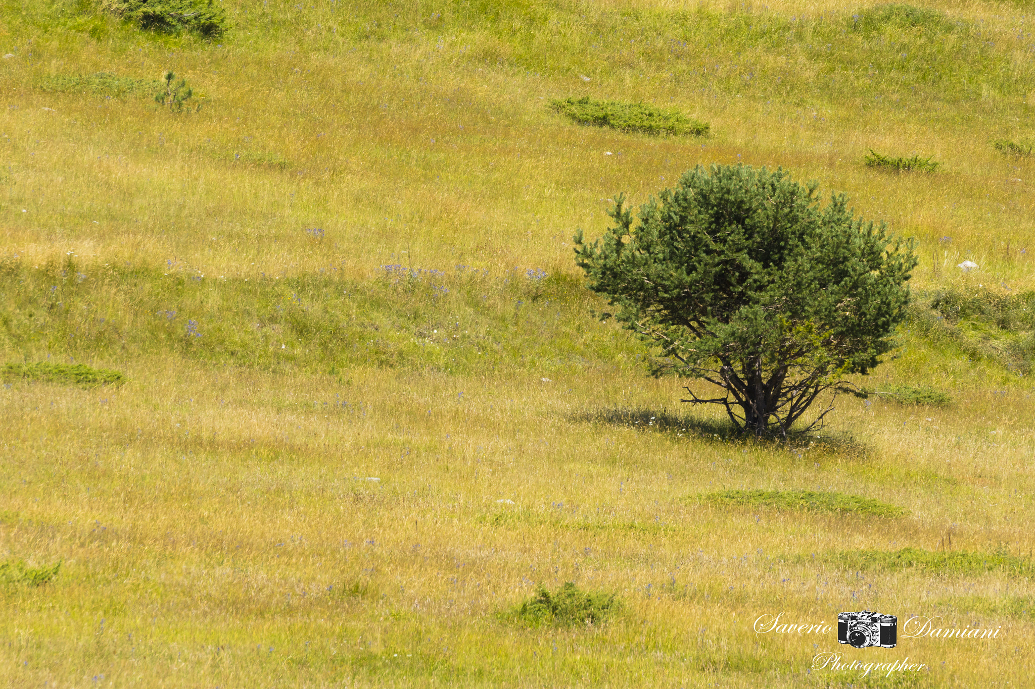 Tamron SP 35mm F1.8 Di VC USD sample photo. Umbria photography