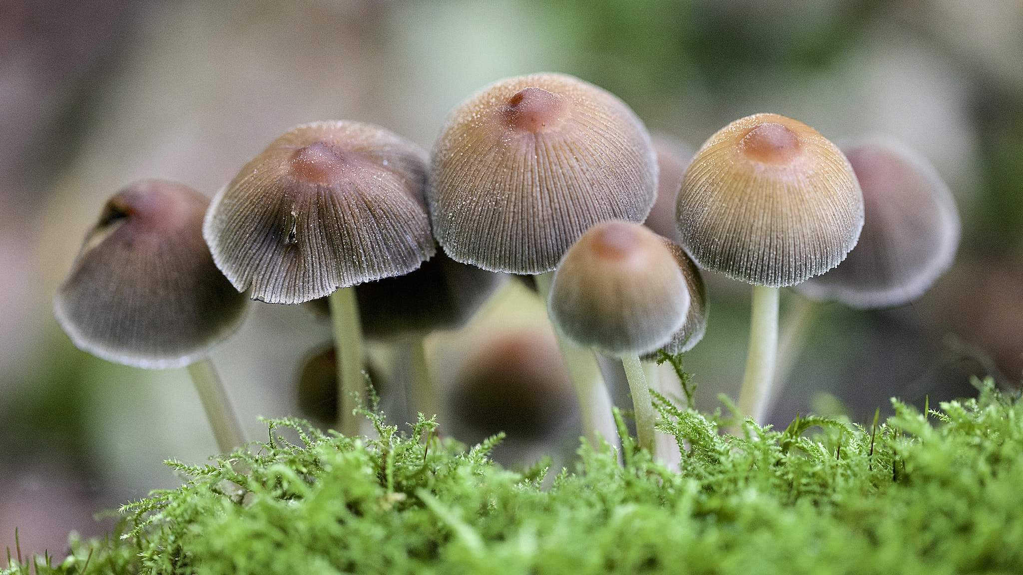 Canon EOS-1Ds Mark III + Canon EF 100mm F2.8L Macro IS USM sample photo. Mushrooms in the polder. photography