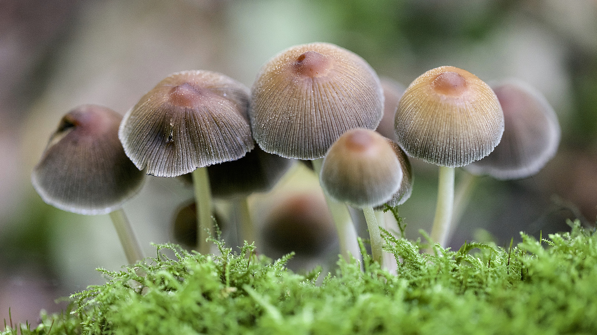 Canon EOS-1Ds Mark III sample photo. Mushrooms in the polder. photography