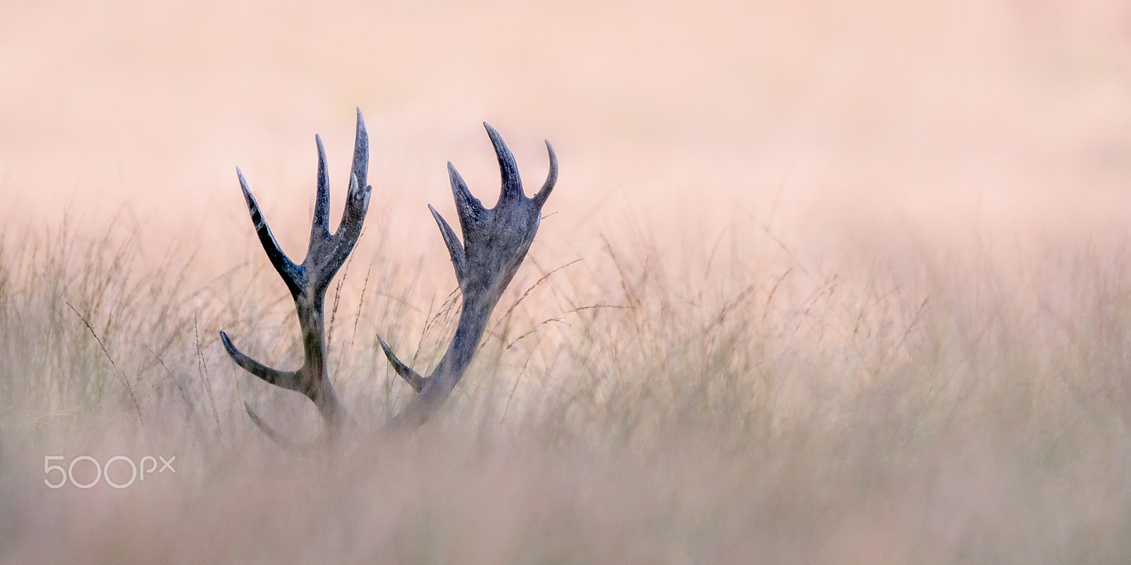 Sony ILCA-77M2 + Sony 70-400mm F4-5.6 G SSM II sample photo. Horn of a stag photography