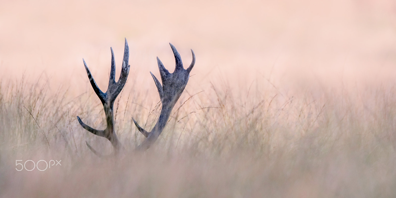 Sony 70-400mm F4-5.6 G SSM II sample photo. Horn of a stag photography