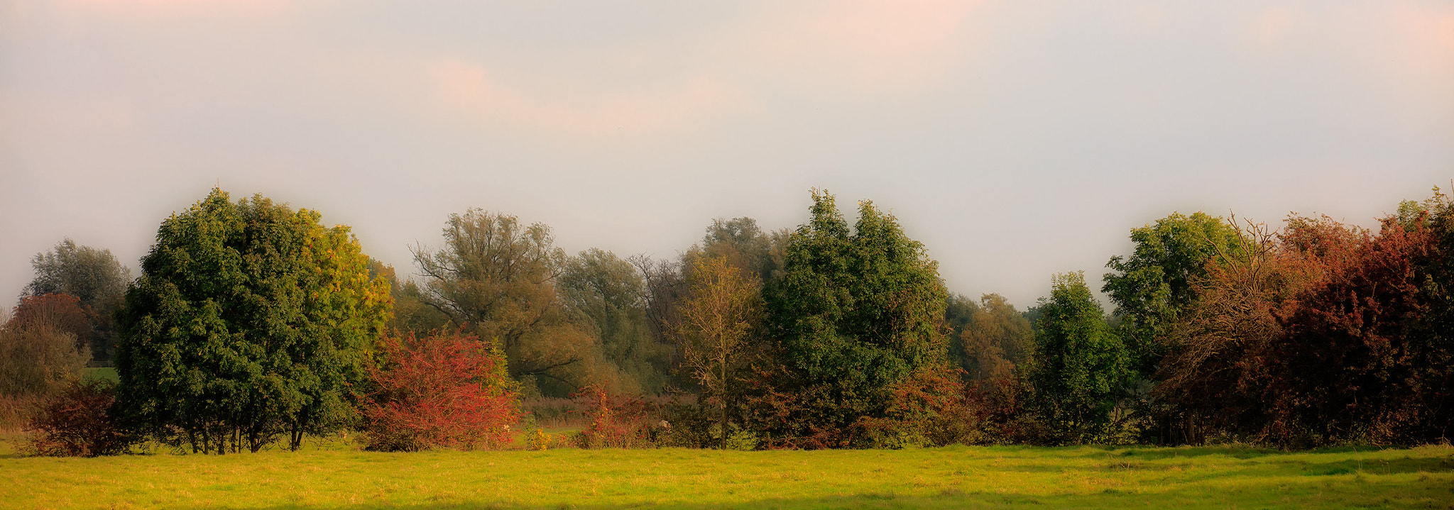 Sigma APO Macro 150mm f/2.8 EX DG HSM sample photo. Autumn palet photography