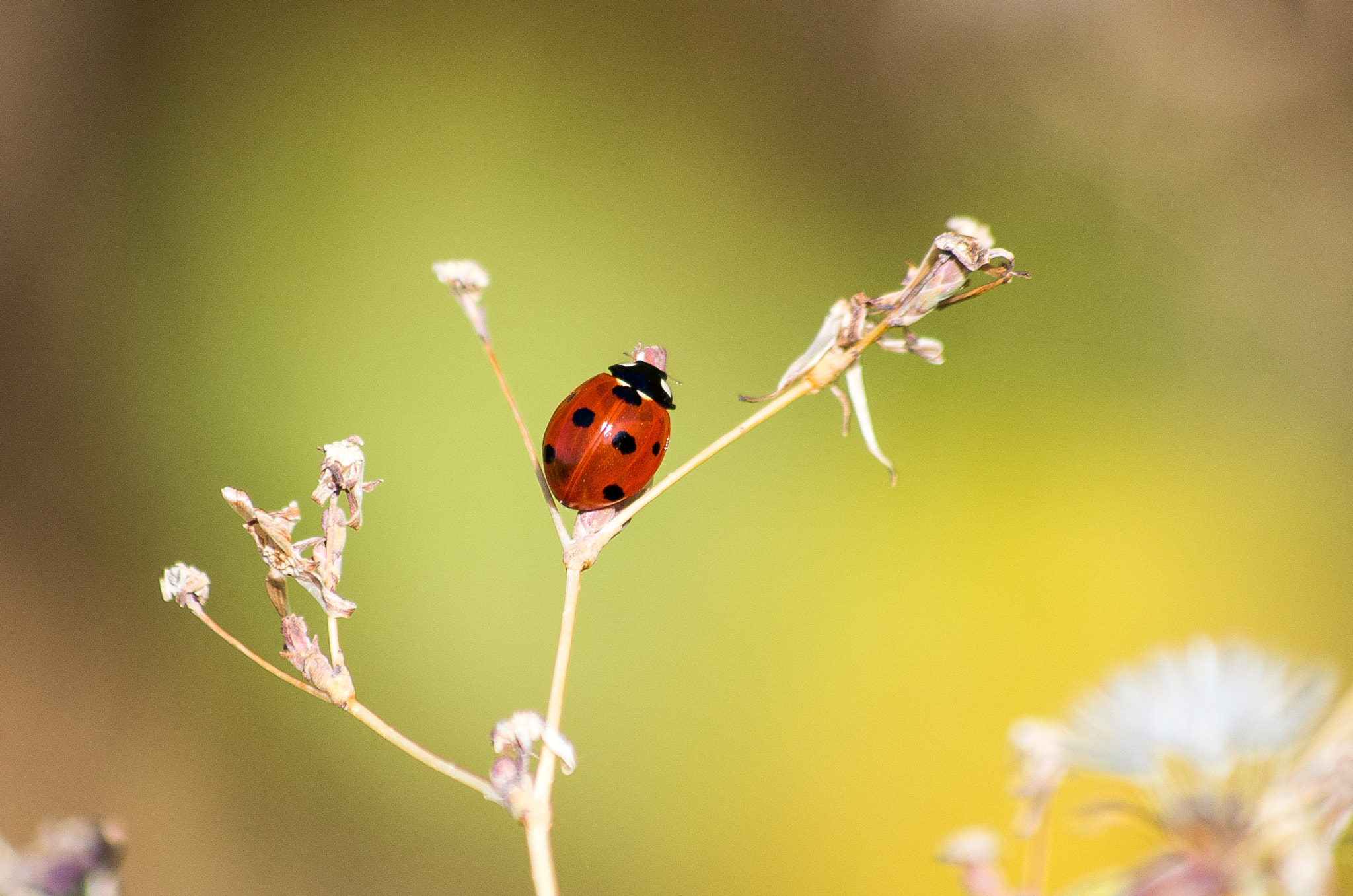 HD Pentax DA 55-300mm F4.0-5.8 ED WR sample photo. Seven-spot ladybird // coccinella septempunctata photography