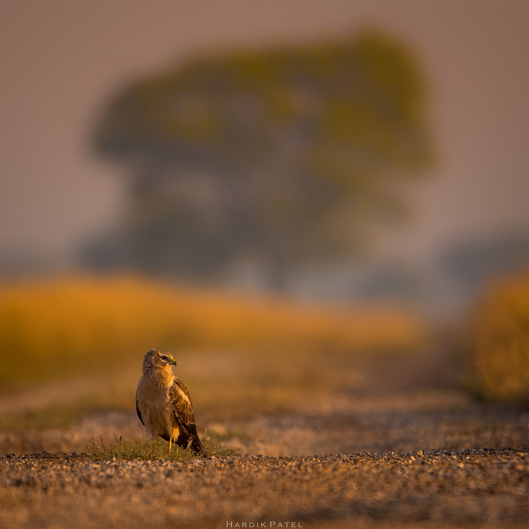 Nikon D5 sample photo. Beautiful morning... photography