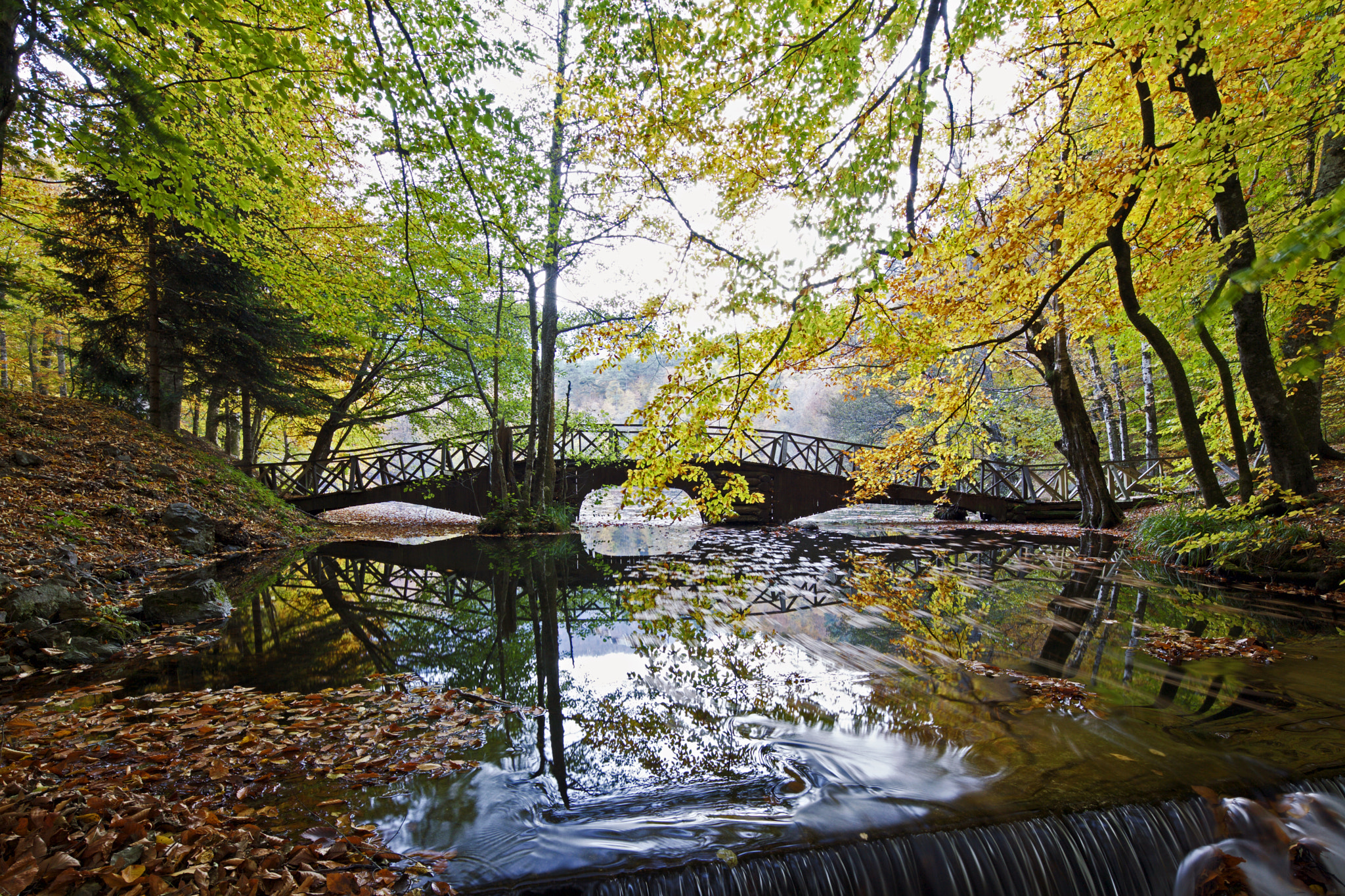Canon TS-E 17mm F4L Tilt-Shift sample photo. Autumn leaves photography