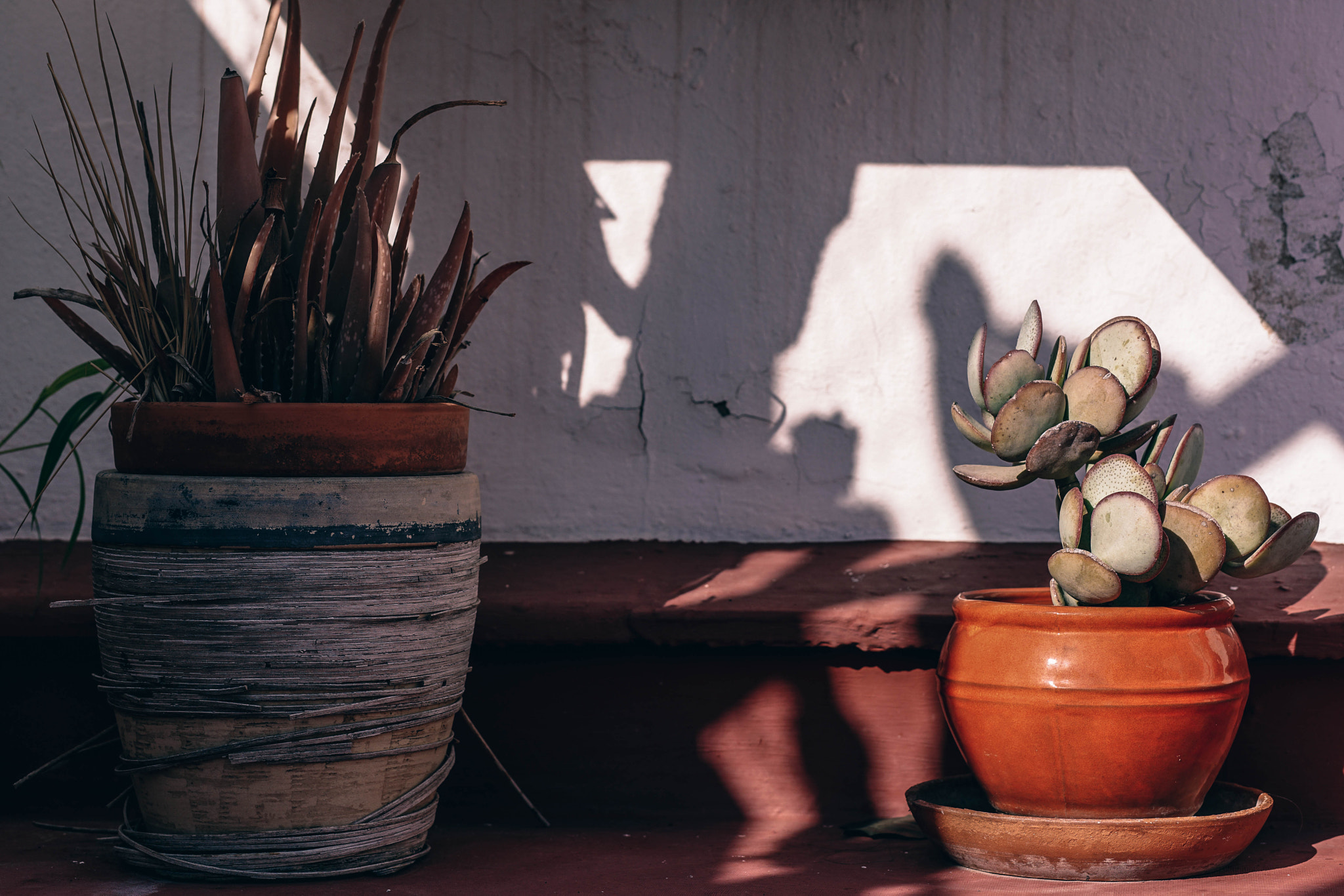 DT 85mm F1.8 SAM sample photo. Dramatic plants photography