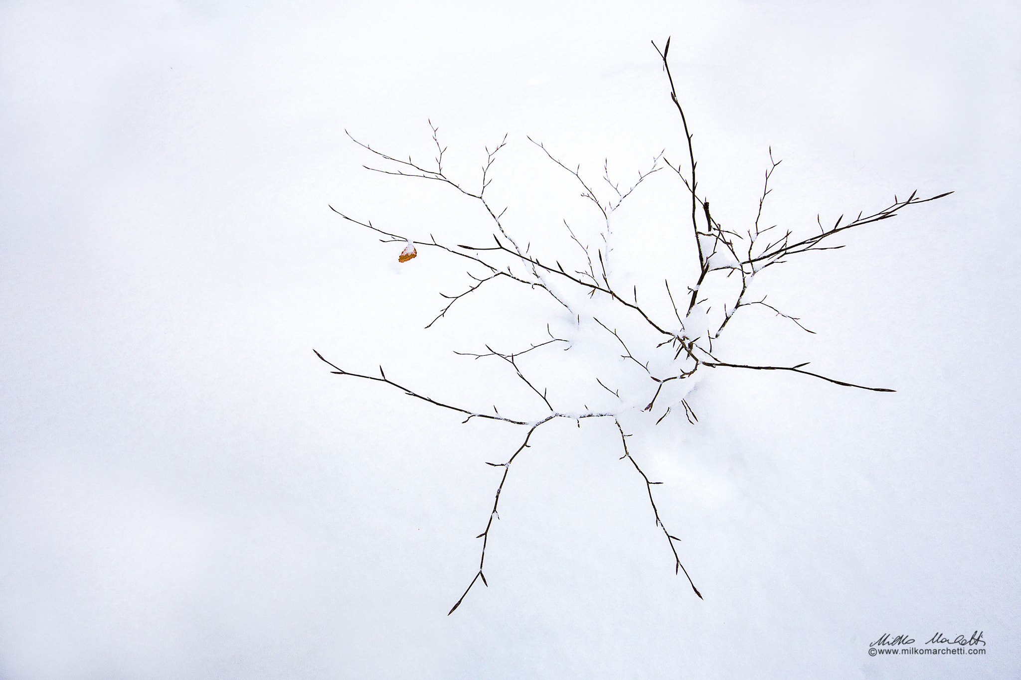 Canon EF 16-35mm F4L IS USM sample photo. One leaf into the white photography