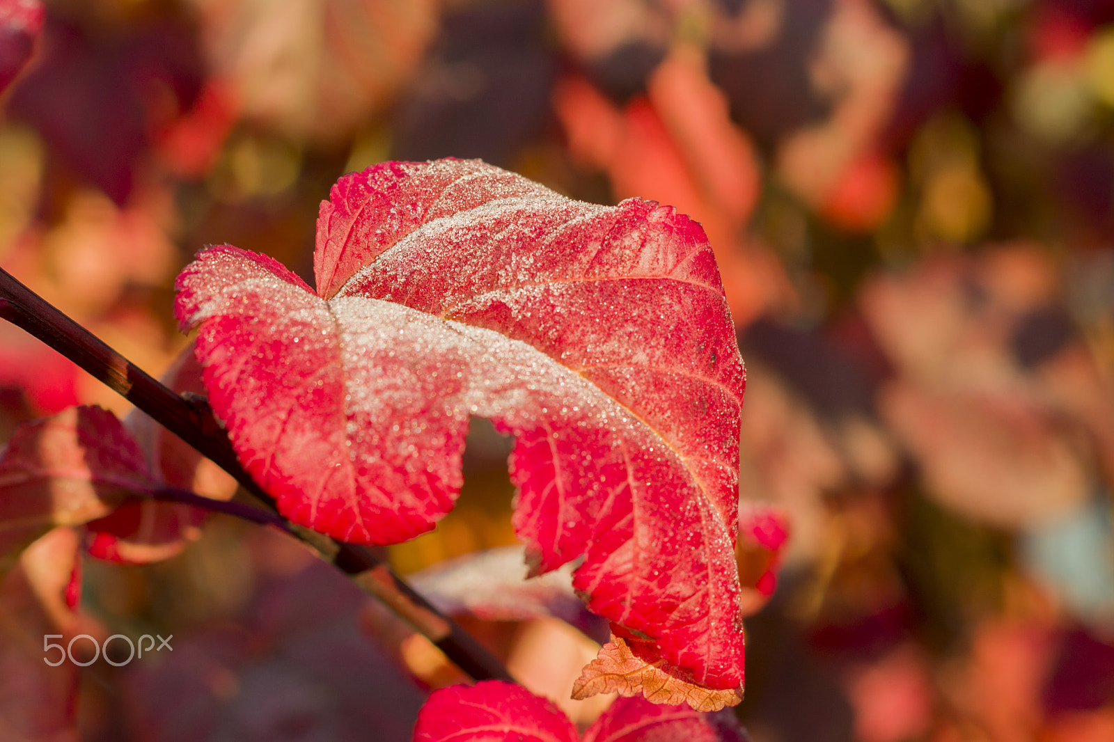 Pentax K-5 II + Pentax smc DA 50mm F1.8 sample photo. Spalvota šalna photography