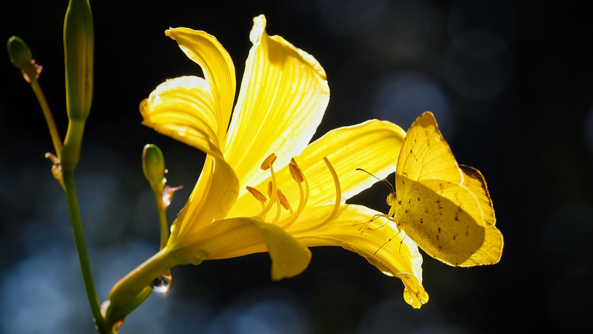 Olympus PEN E-PL7 sample photo. Hemerocallis and common grass-yellow photography