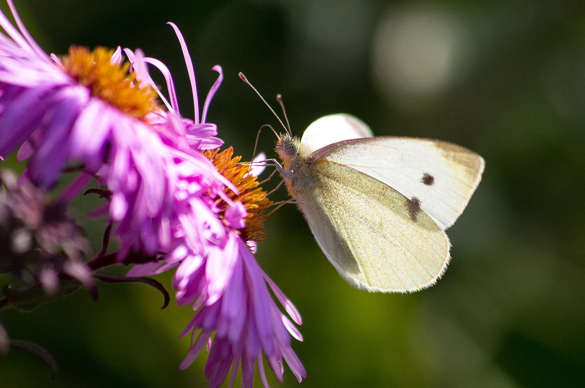 HD Pentax DA 55-300mm F4.0-5.8 ED WR sample photo. Cabbage white // pierisbrassicae photography