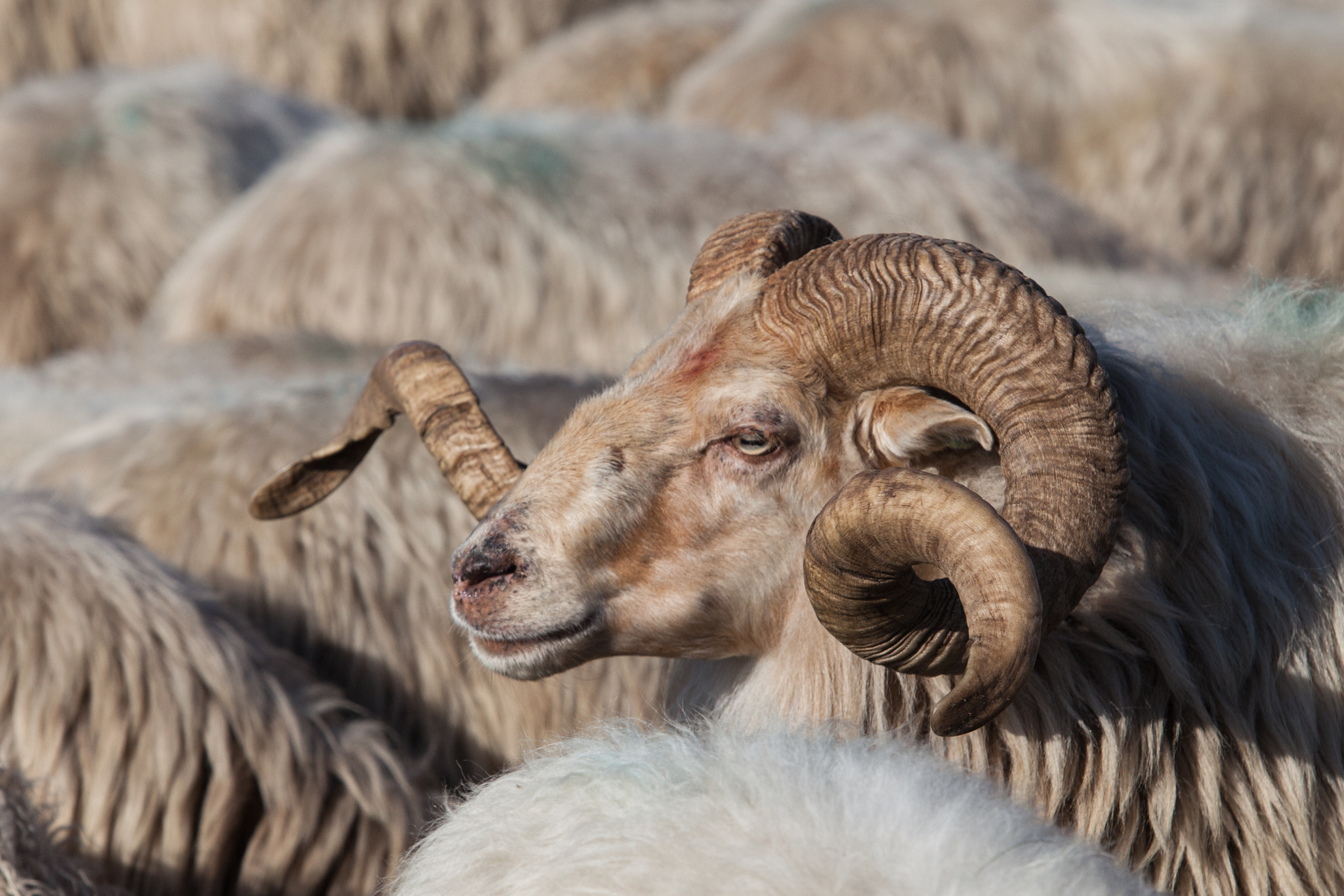 Canon EF 70-200mm F2.8L USM sample photo. King of the herd photography