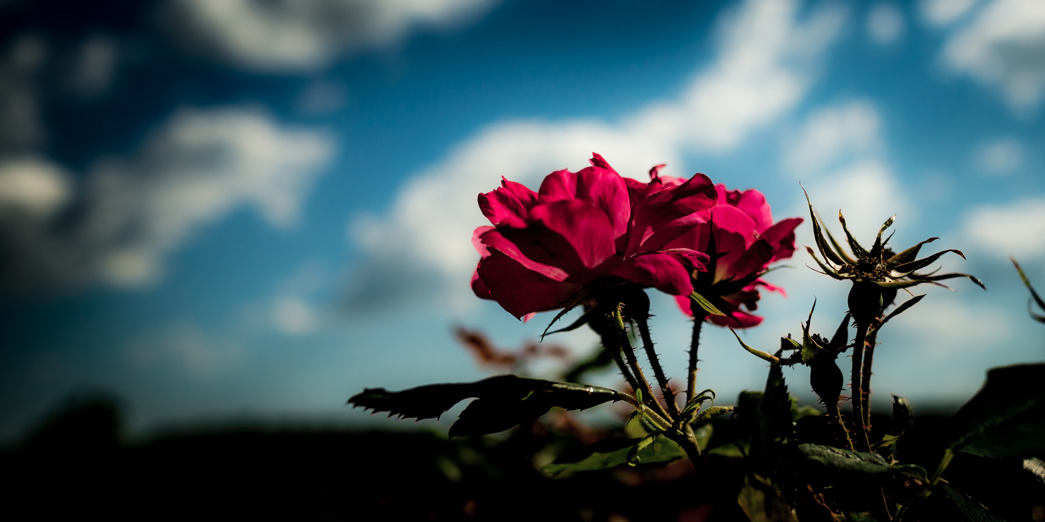 Sony Alpha NEX-7 sample photo. Last rose photography