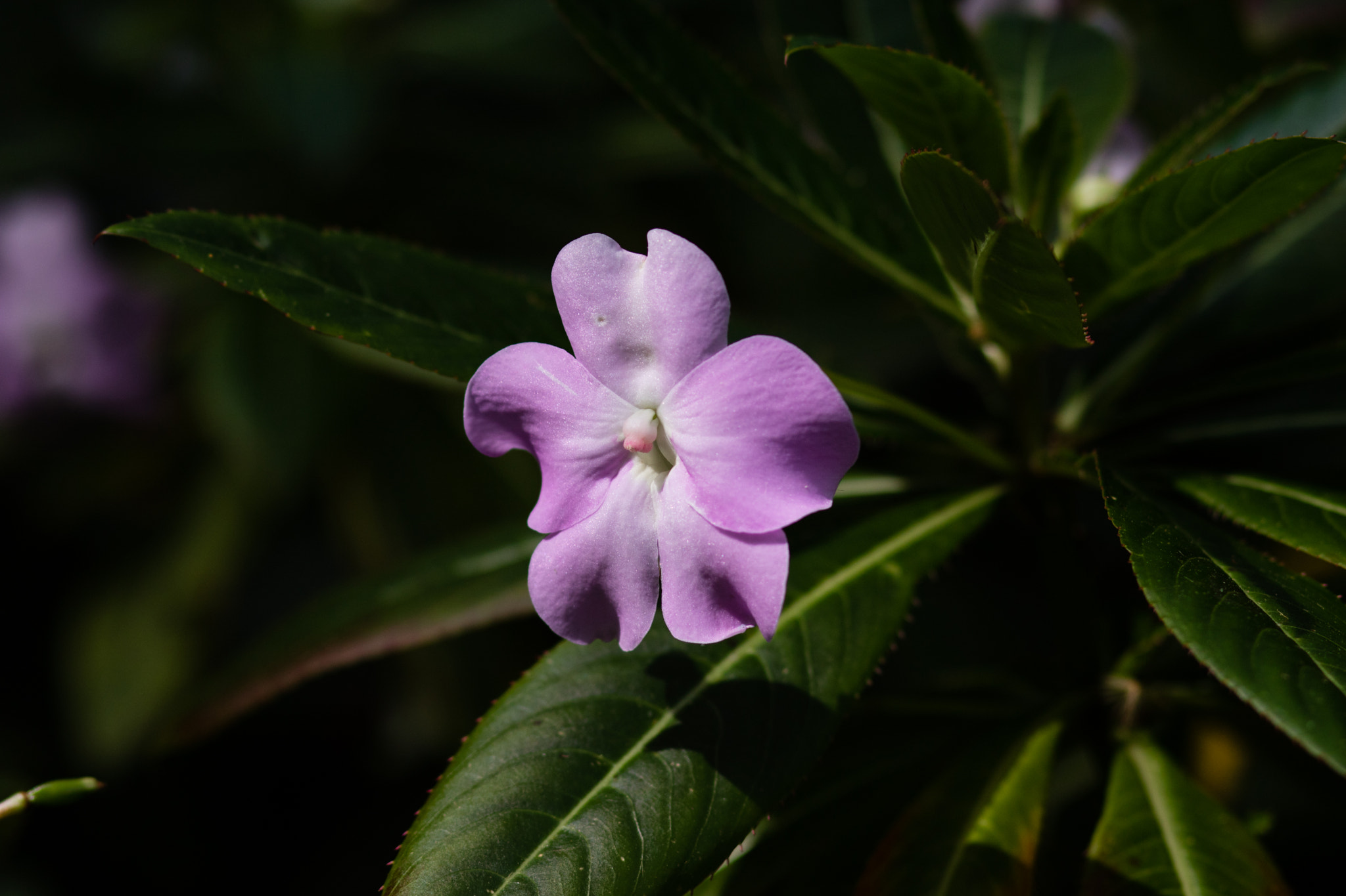 Canon EOS M3 + Canon EF 85mm F1.8 USM sample photo. Abg_20161015_05 photography