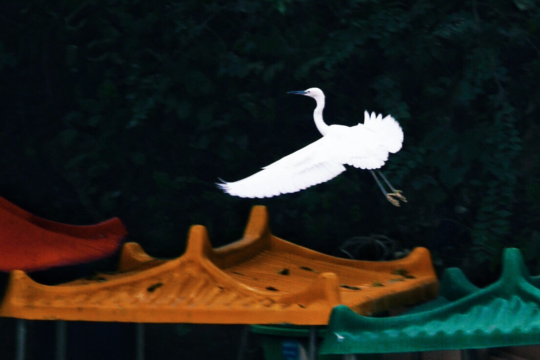 Panasonic Lumix G X Vario 35-100mm F2.8 OIS sample photo
