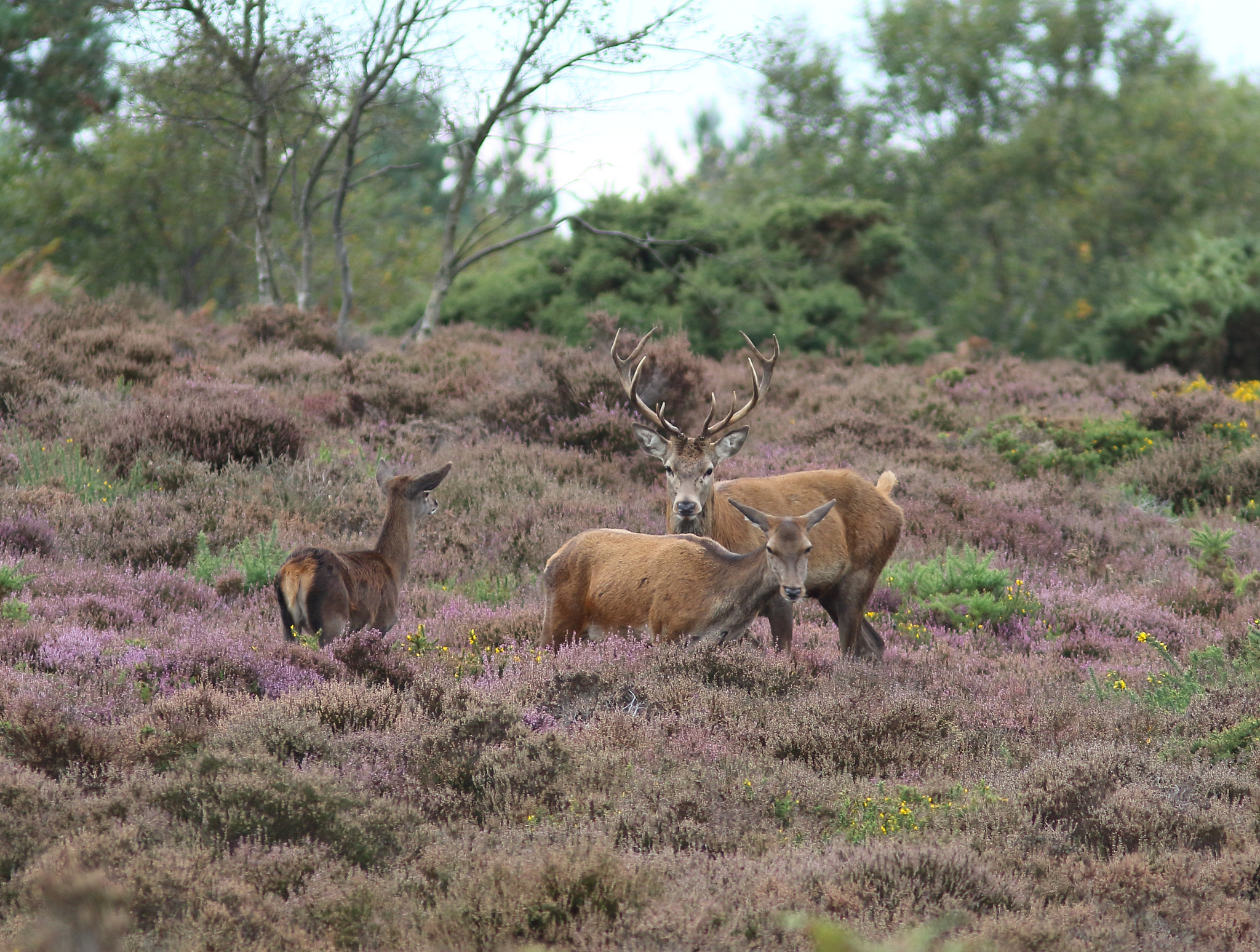 Canon EOS 7D Mark II sample photo. Red deer on dunwich heath photography