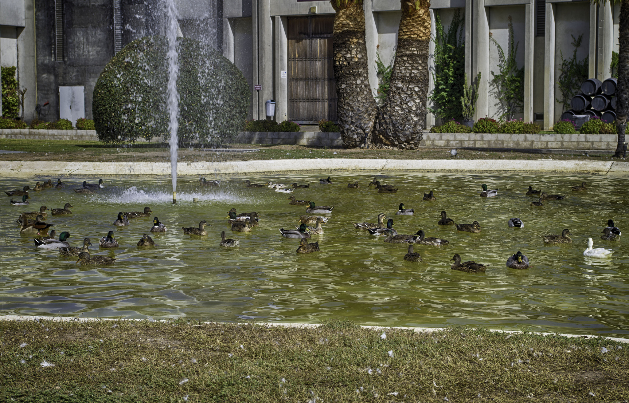 Pentax K-500 sample photo. Ducklings photography