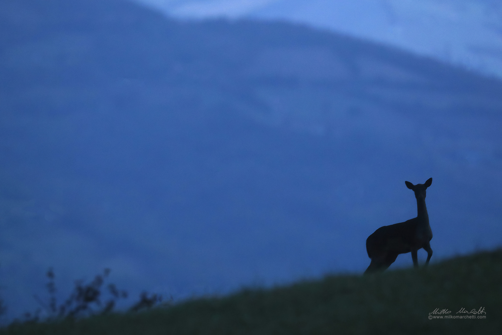 Canon EF 600mm f/4L IS sample photo. Fallow deer photography